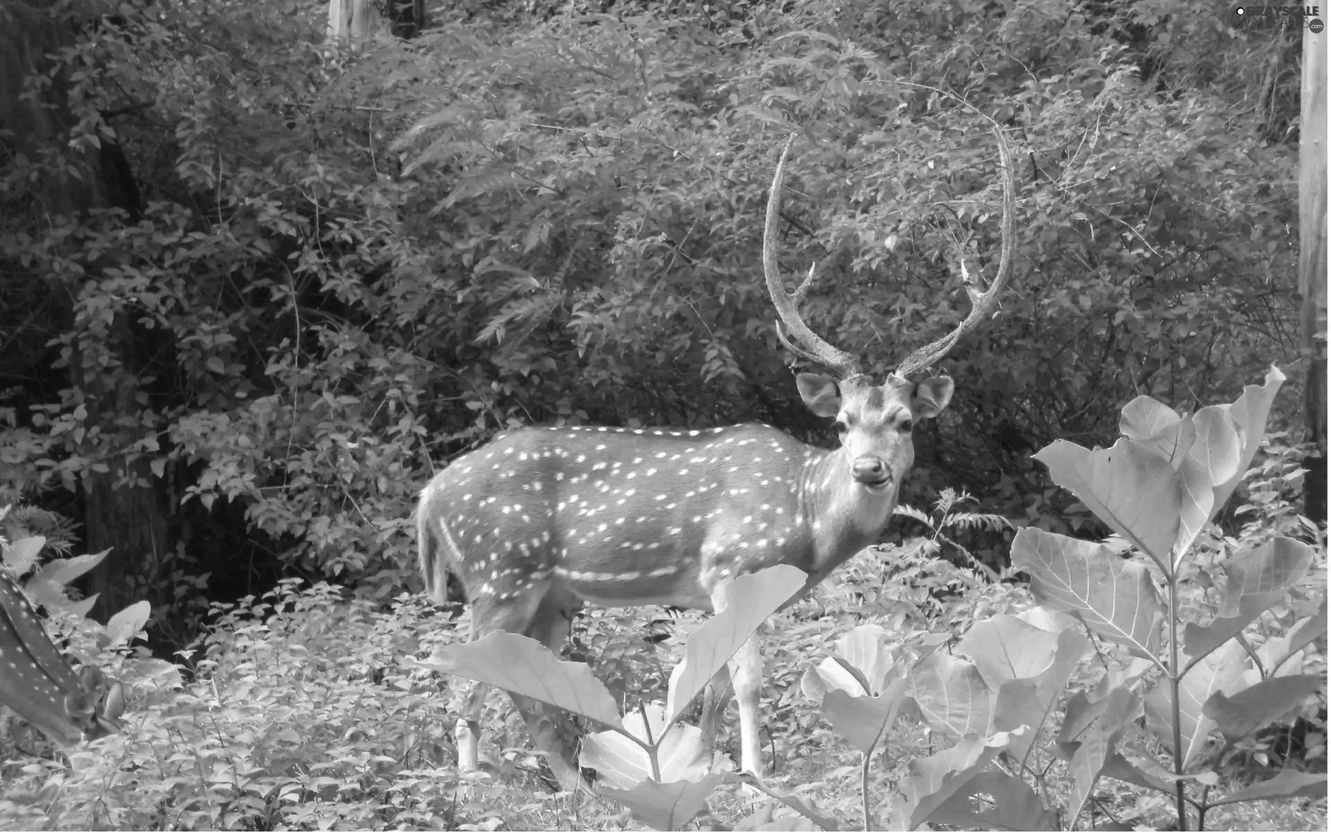 deer, green