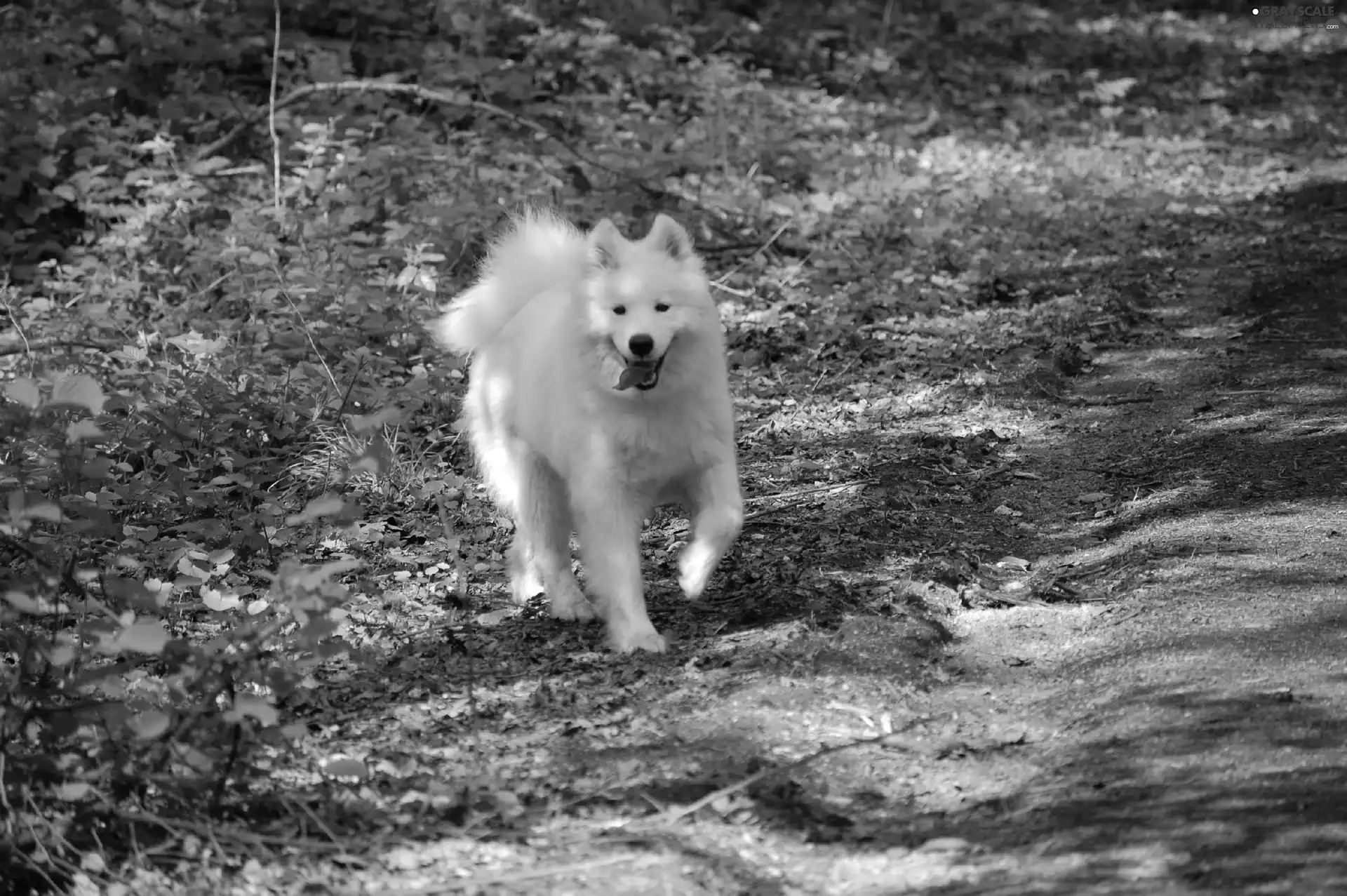 doggy, land, green, Samojed