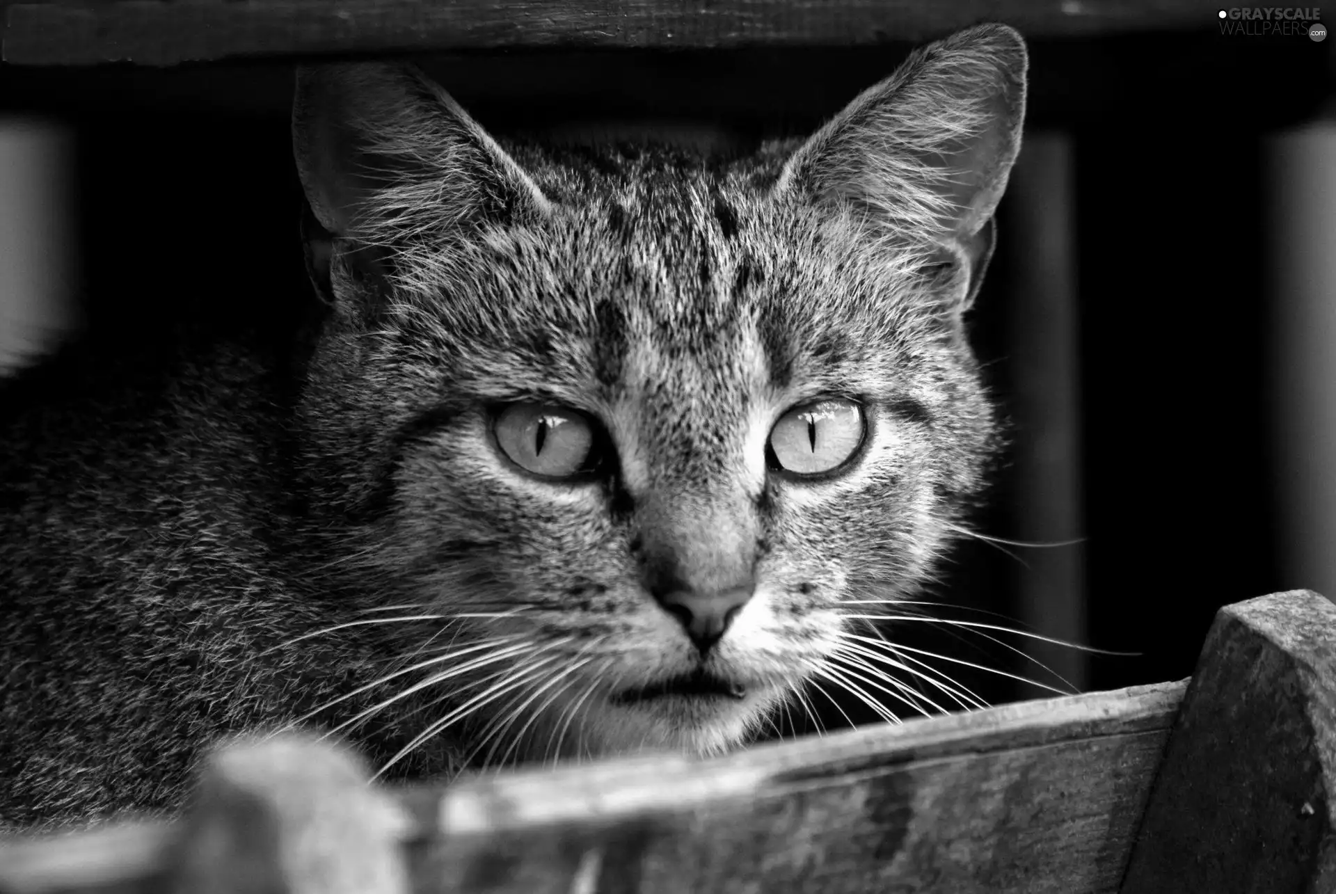 Eyes, cat, green ones