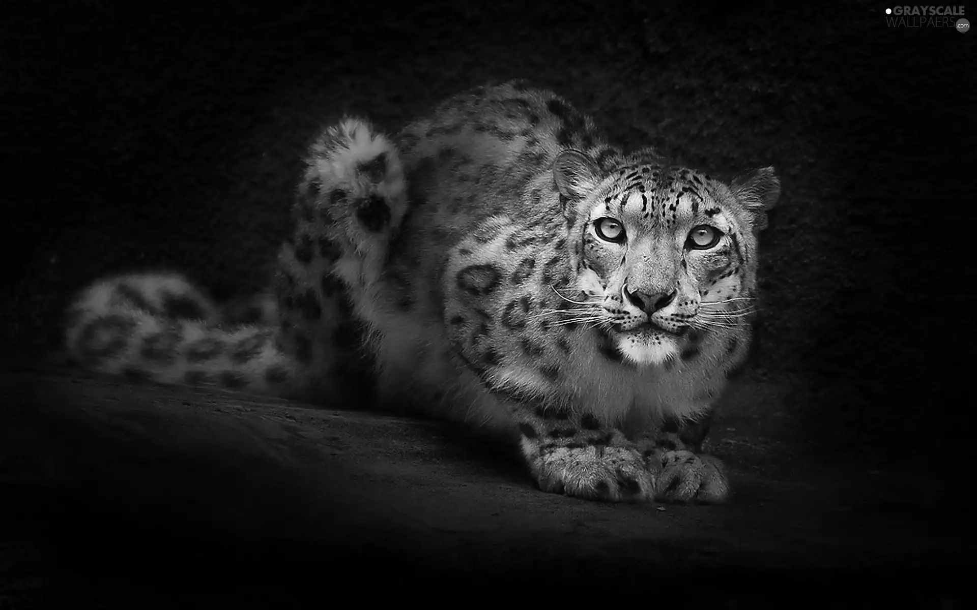 Eyes, snow leopard, green ones