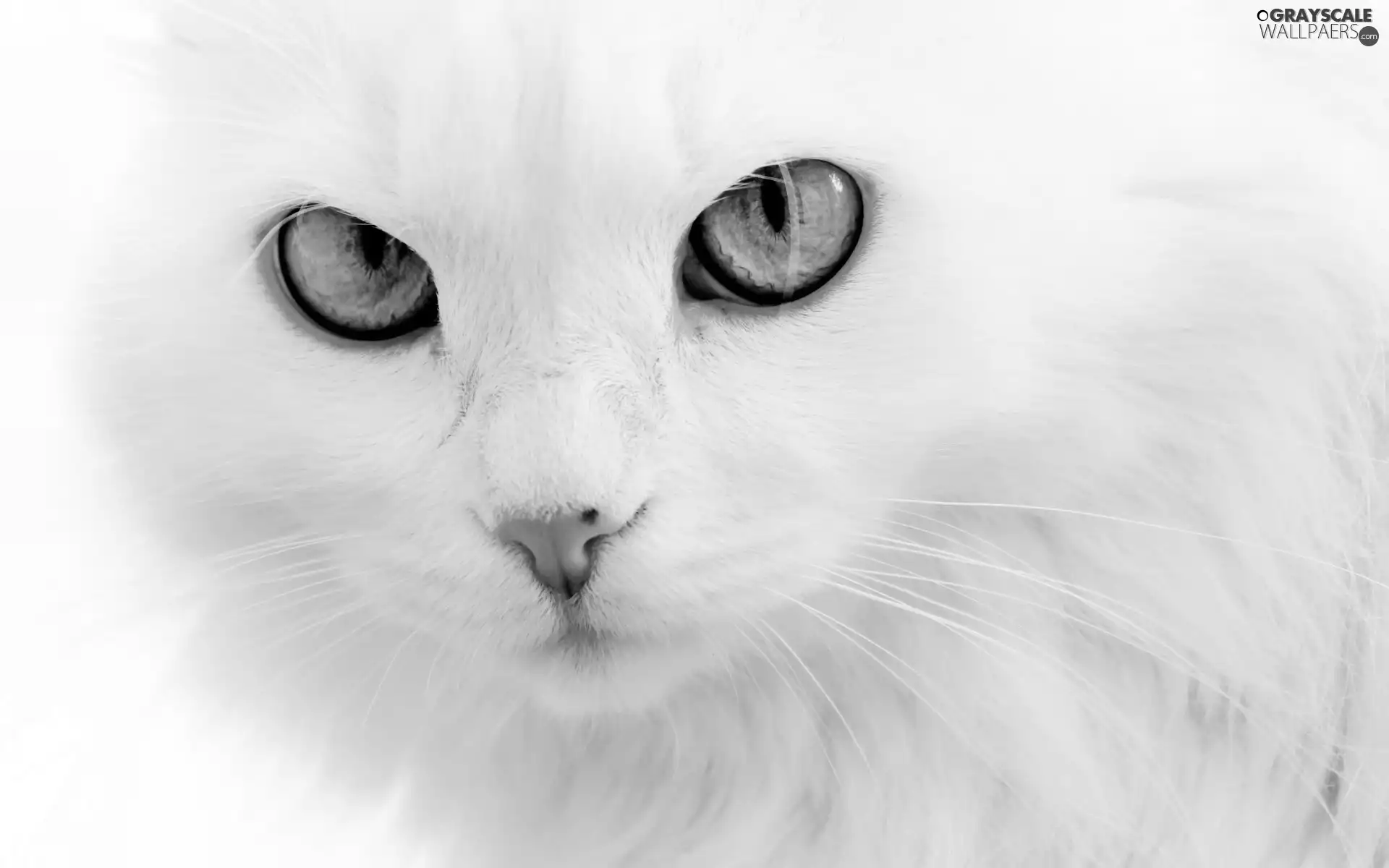 Turkish Angora, White, cat