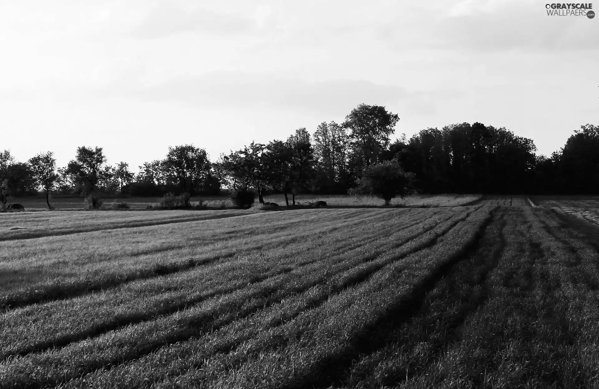 green ones, Field