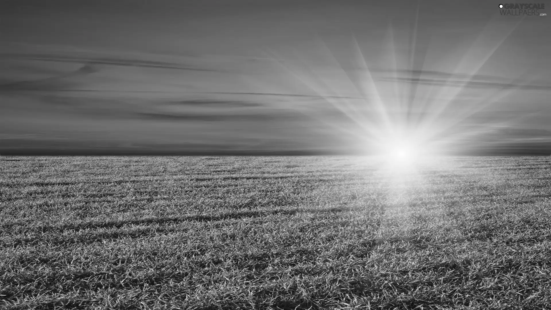 green ones, Field, sun, rays, west