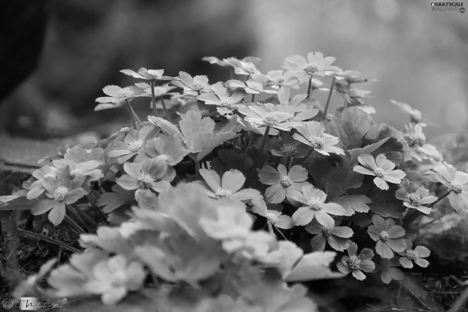 flakes, Flowers, green ones