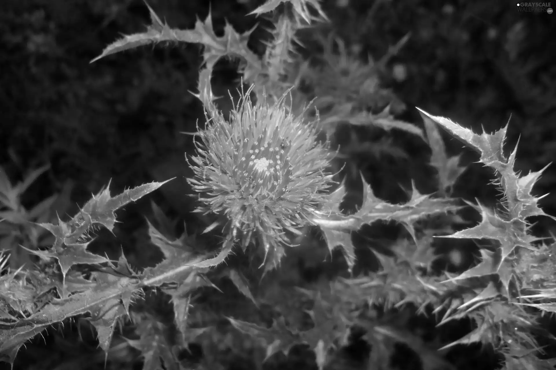 Flower, Leaf, green, teasel