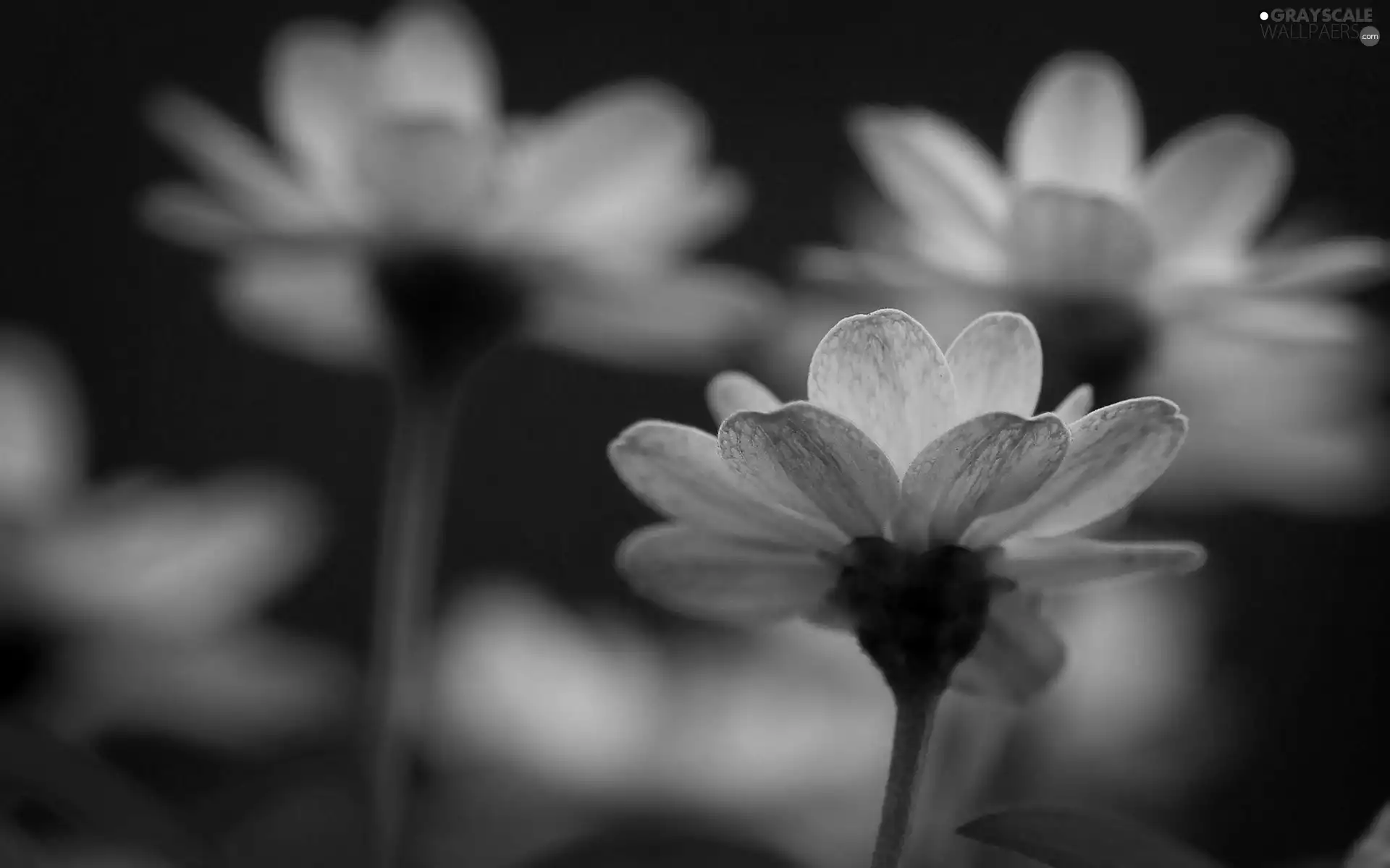 green ones, Flowers