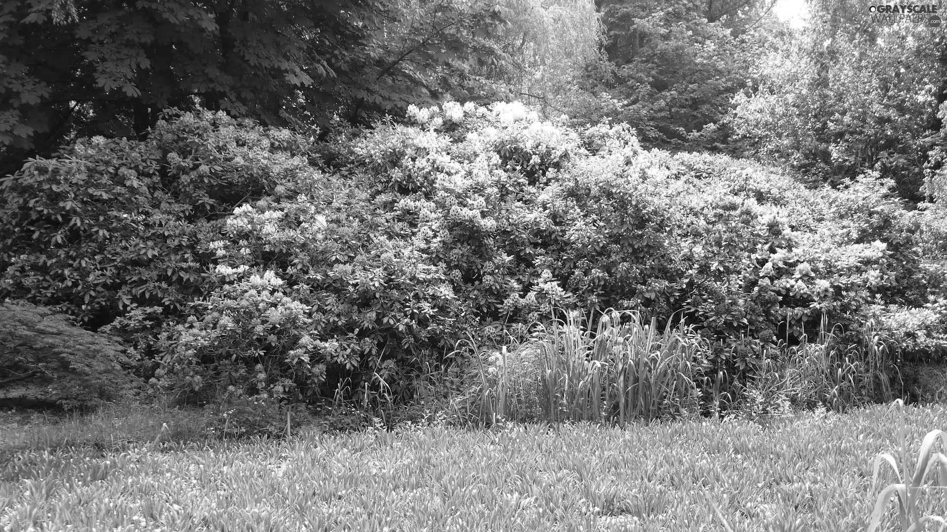 green, Park, Flowers