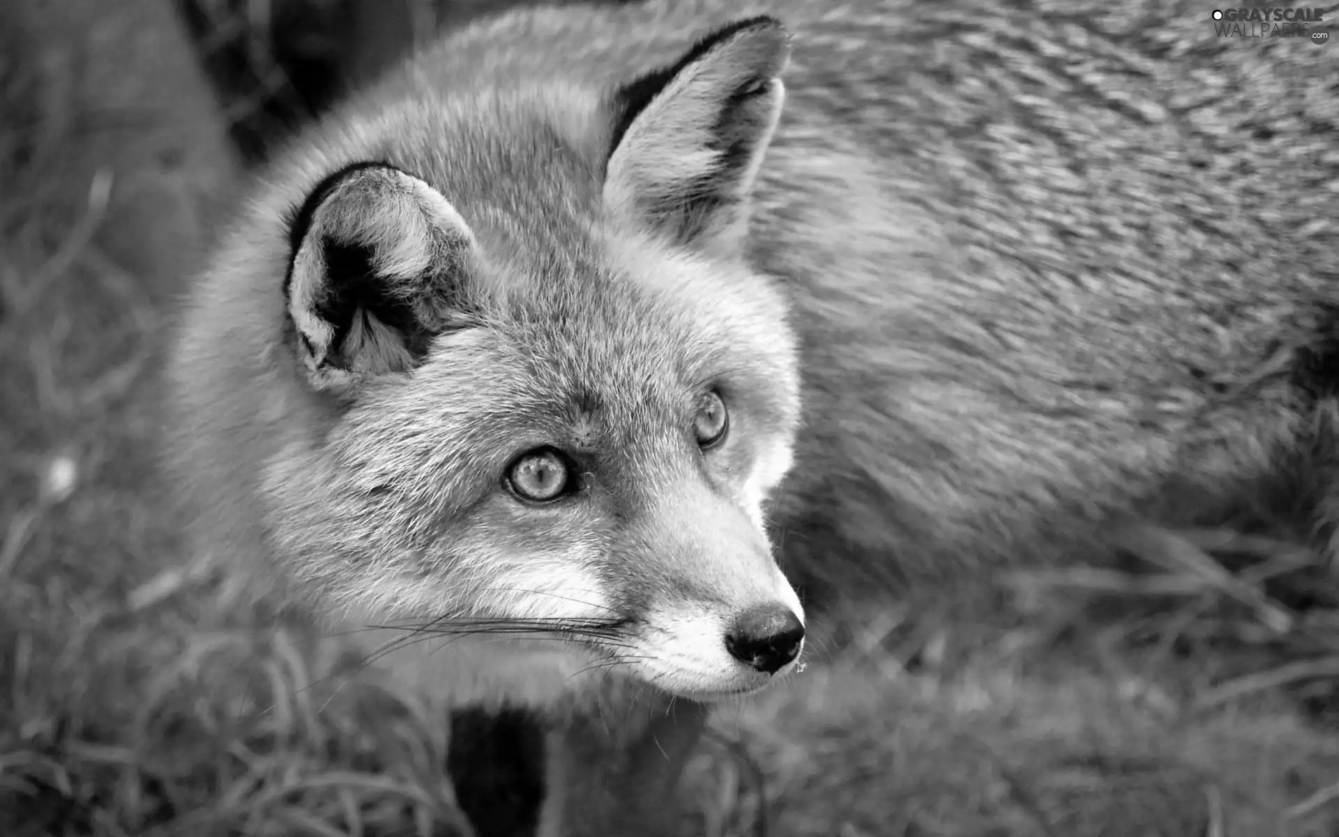 fox, green