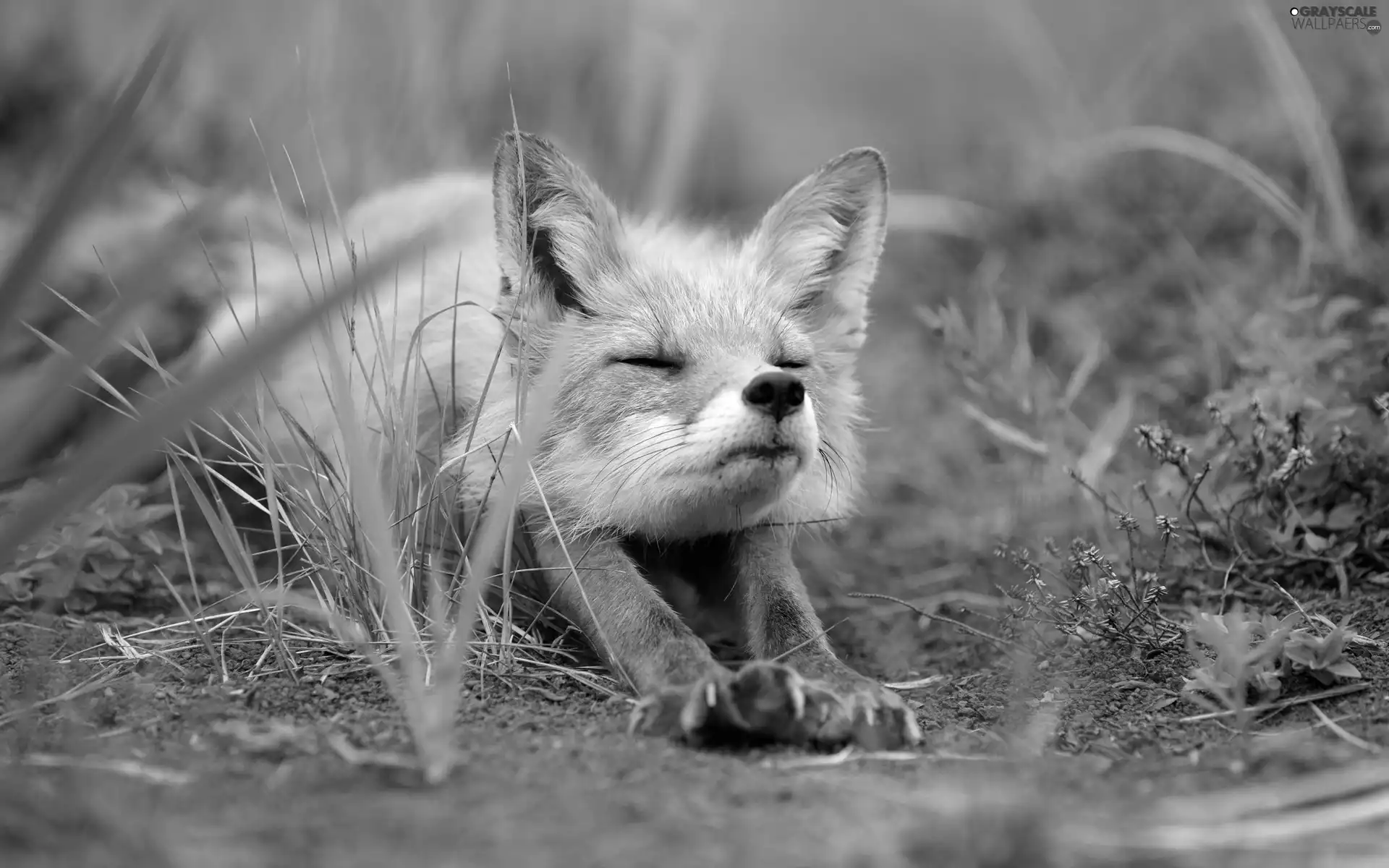 fox, green