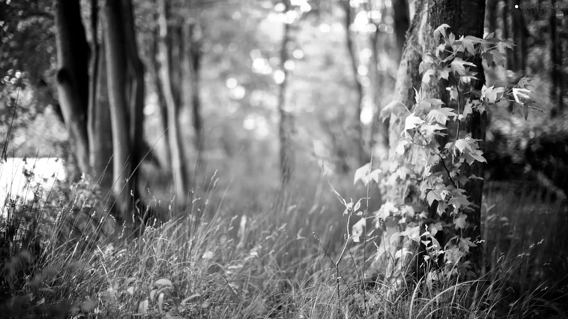 green, forest, grass