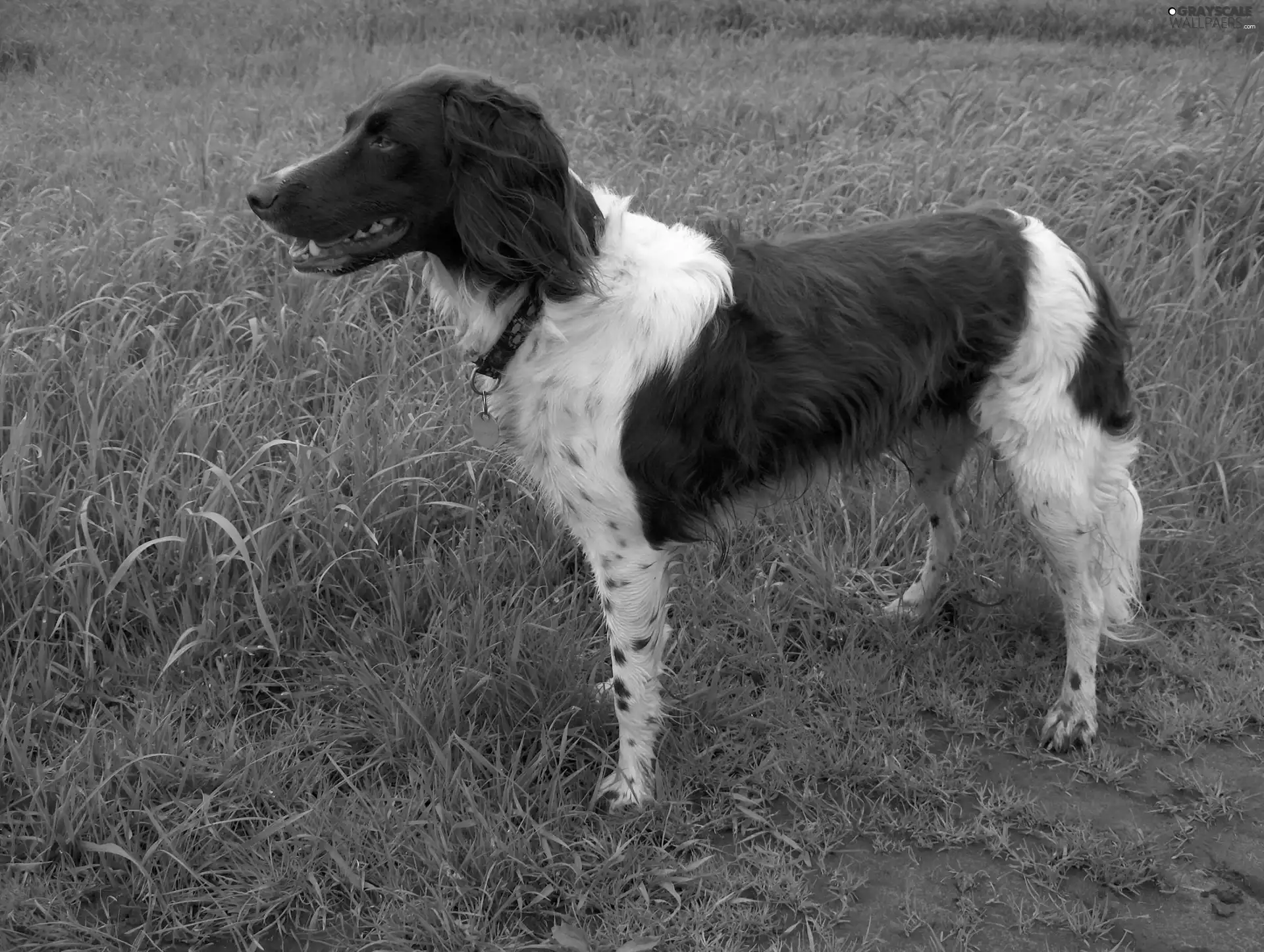 Small Munsterlander Pointer, Green, grass, Small Munsterlander