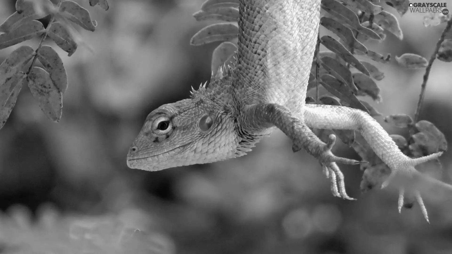 green, lizard, hanging