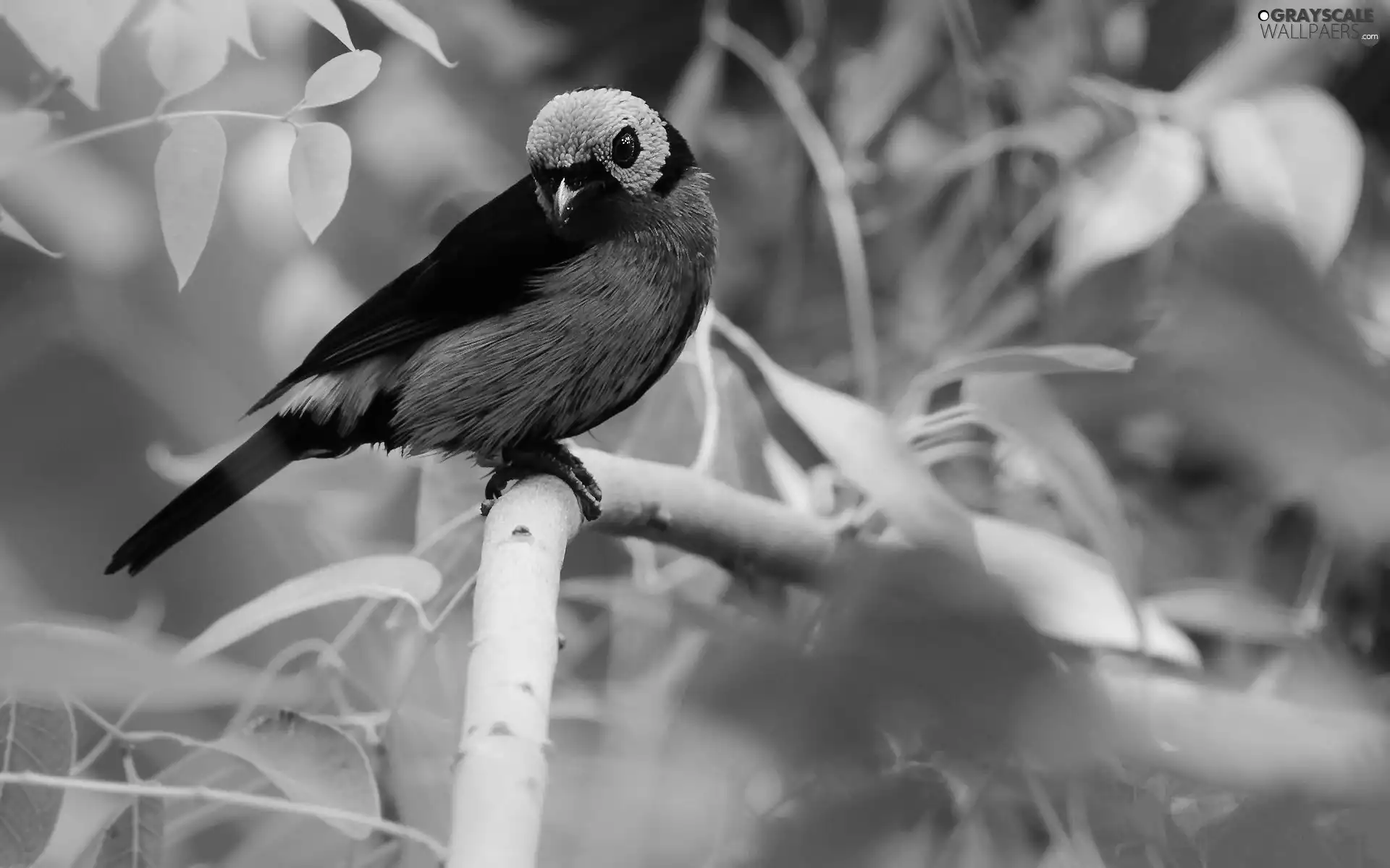 Green, head, heavenly, Tanager, Bird