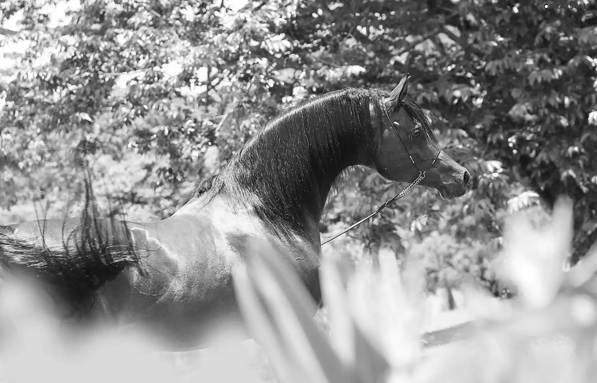 green, bay, Horse