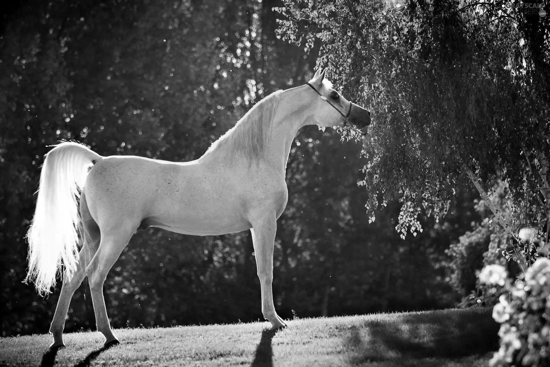 Horse, grass, green, Arab