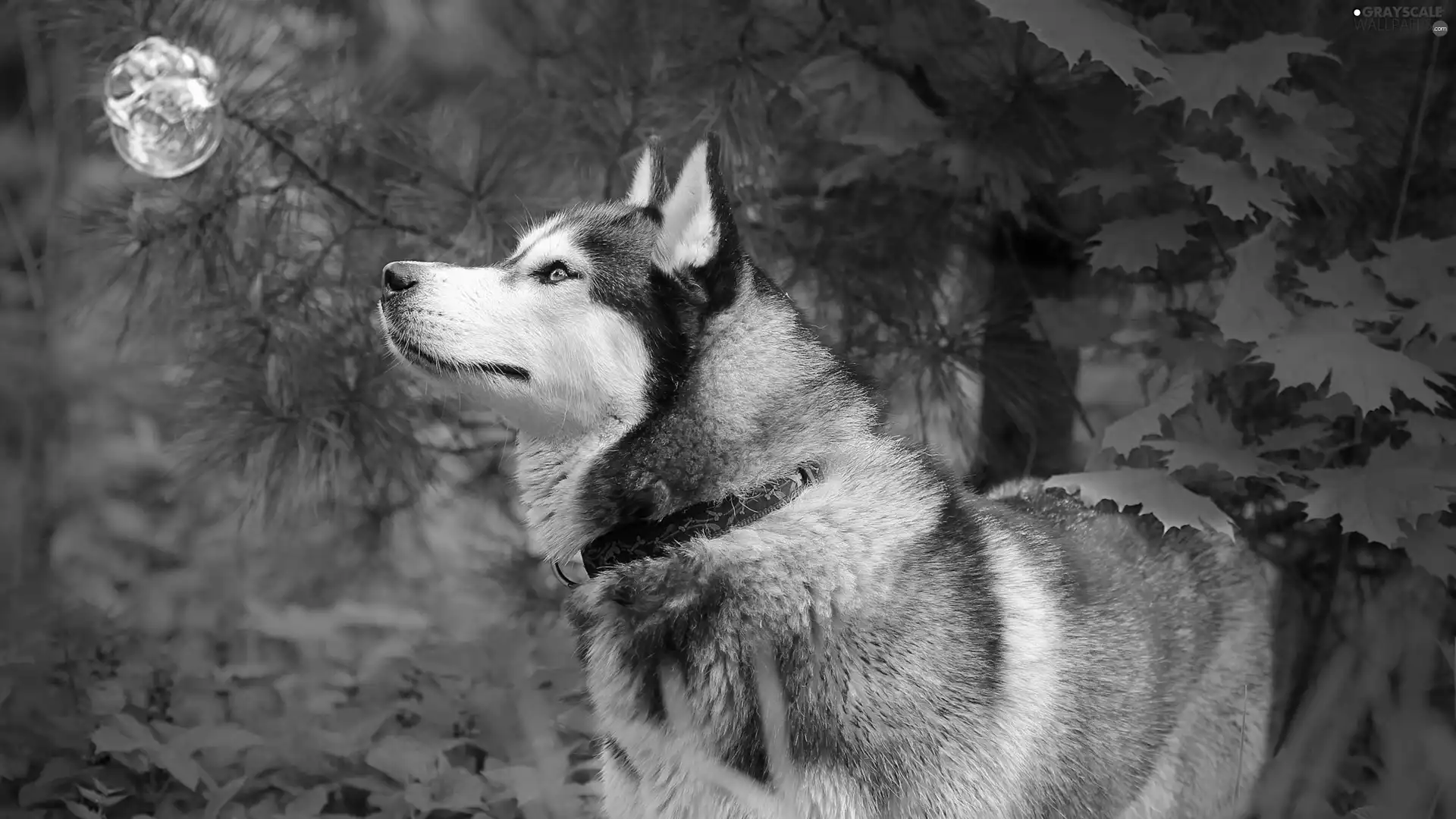 green, dog, Husky