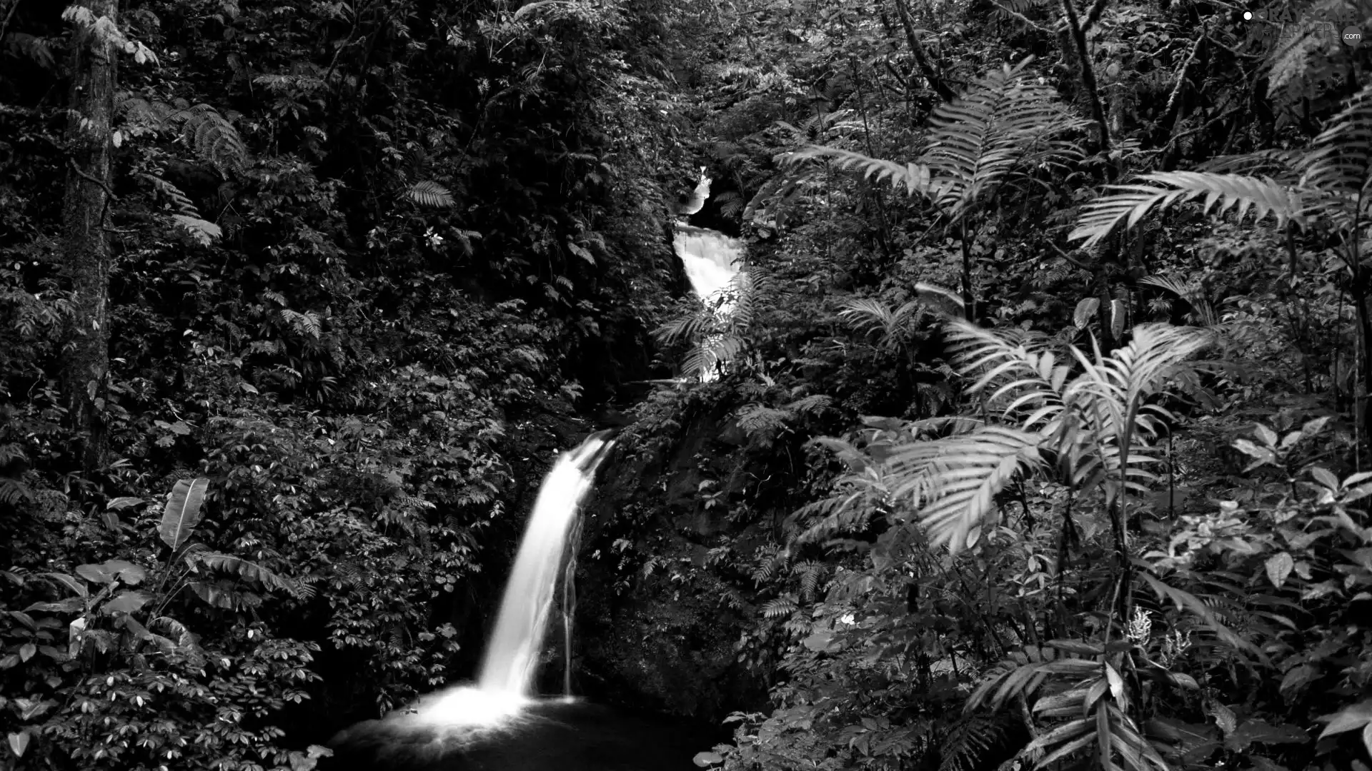 green, waterfall, jungle