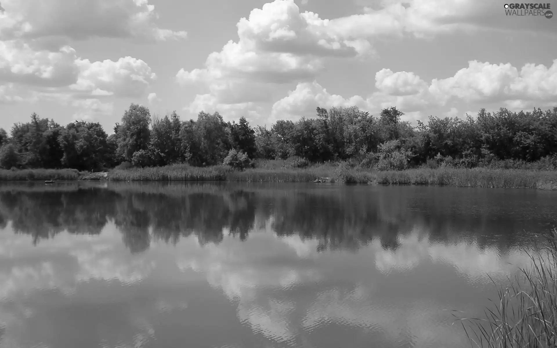 lake, viewes, green, trees