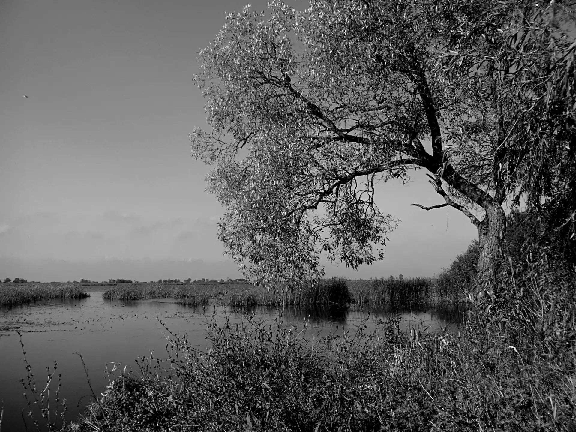 lake, green