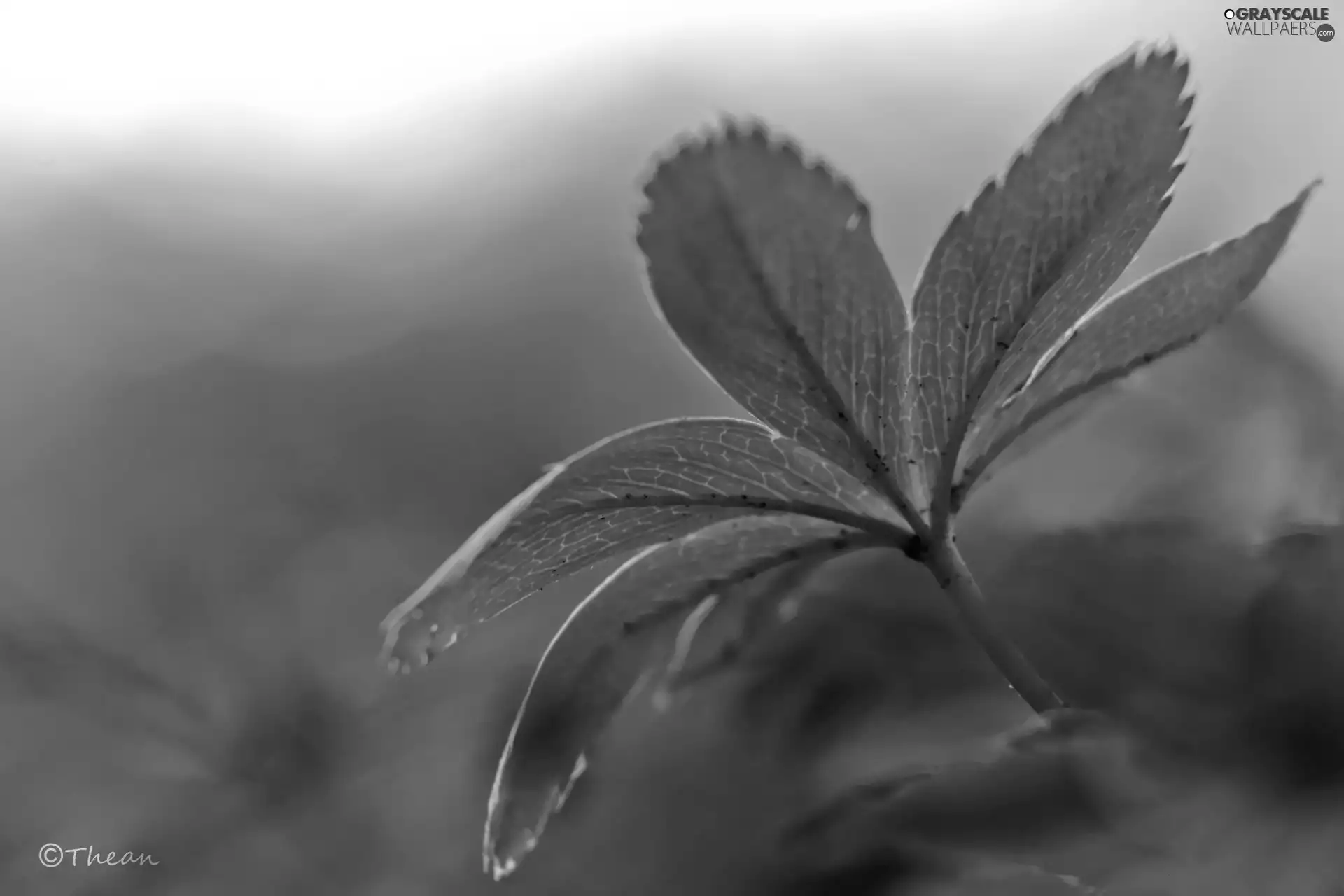 leaf, Green