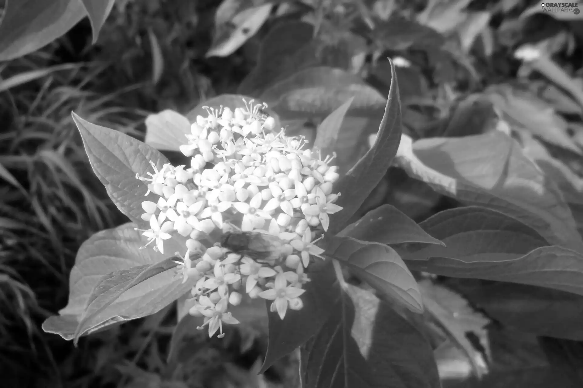 Leaf, fly, Colourfull Flowers, green ones, White