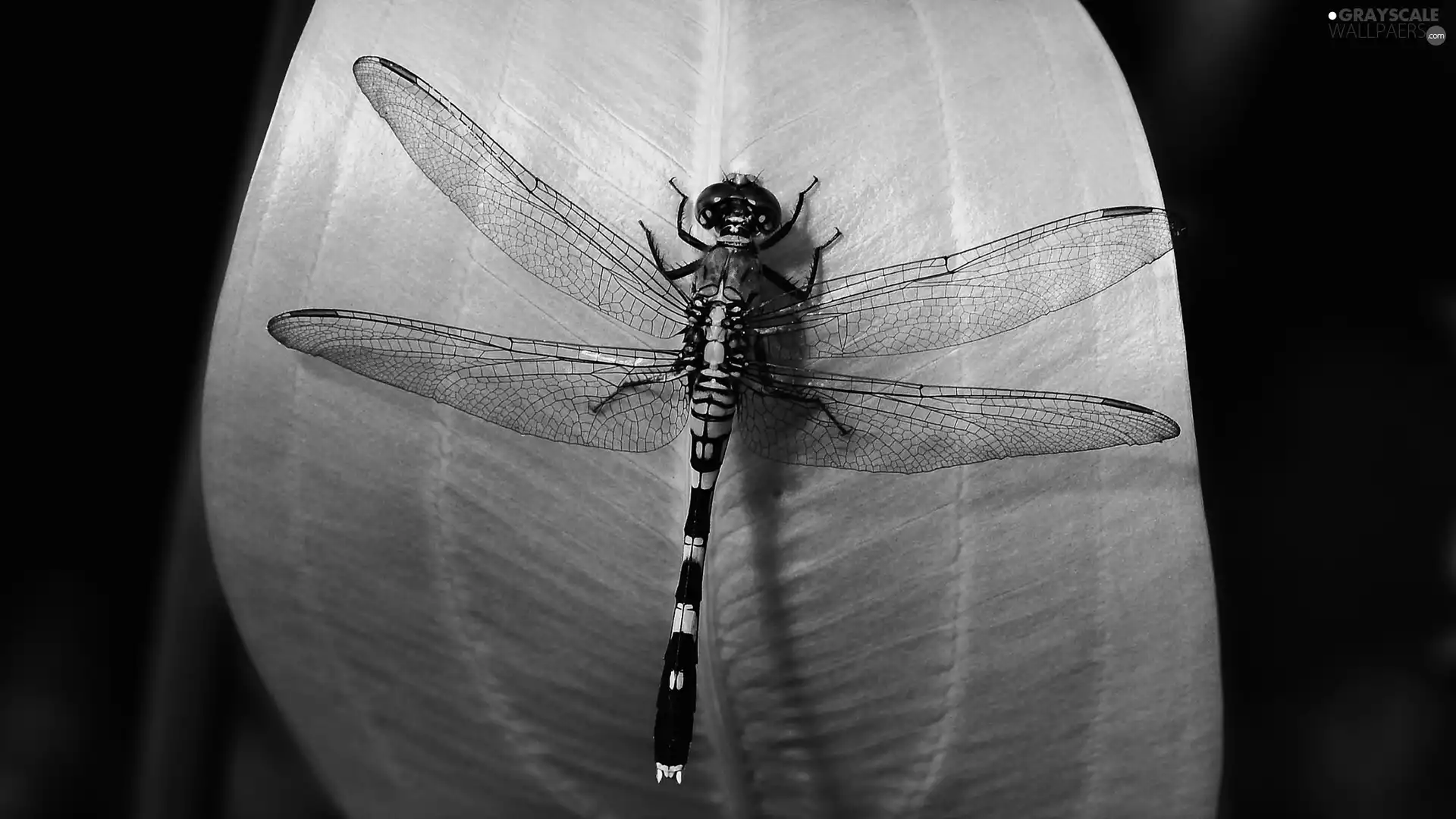 leaf, dragon-fly, Green