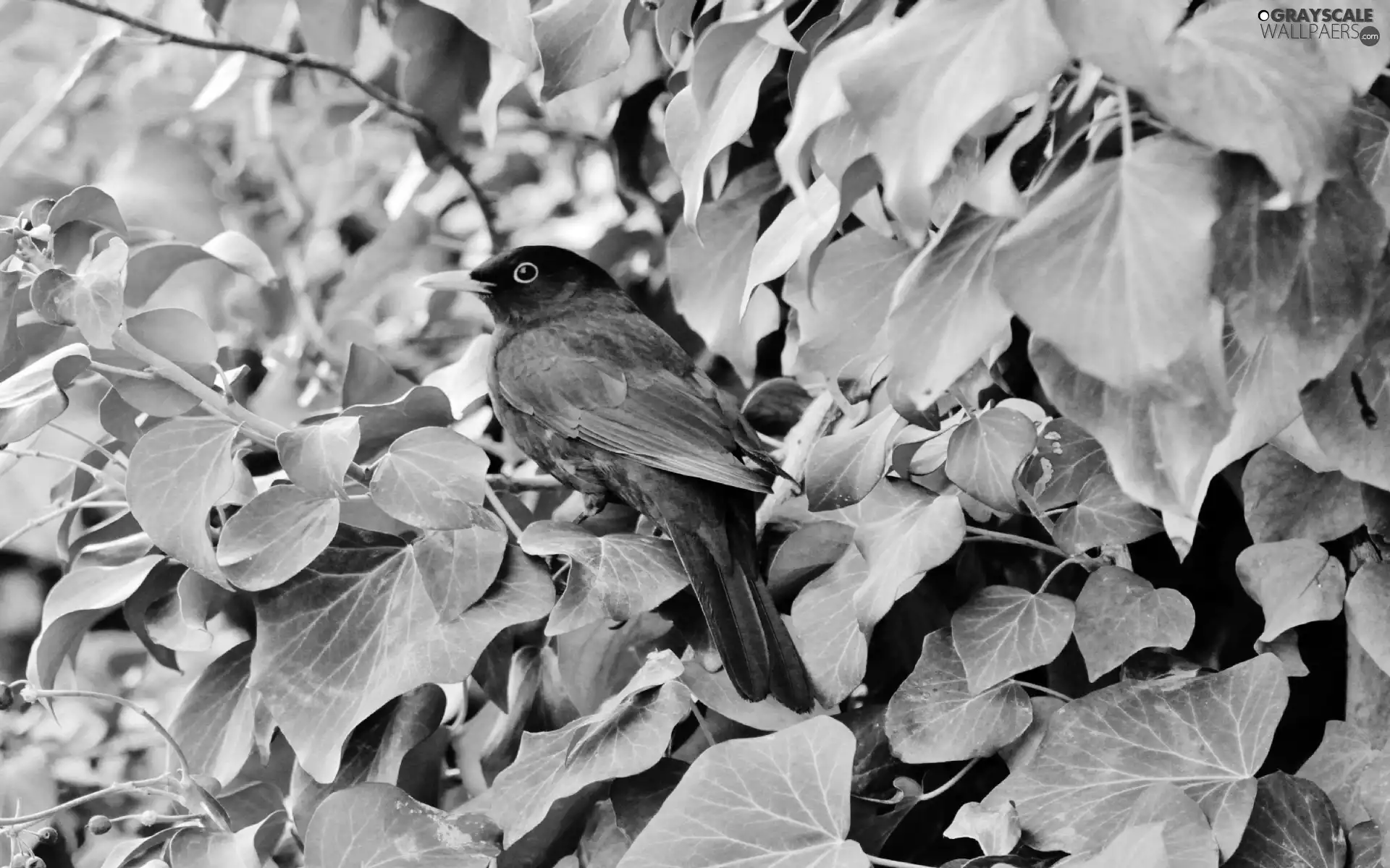Leaf, Blackbird, green ones