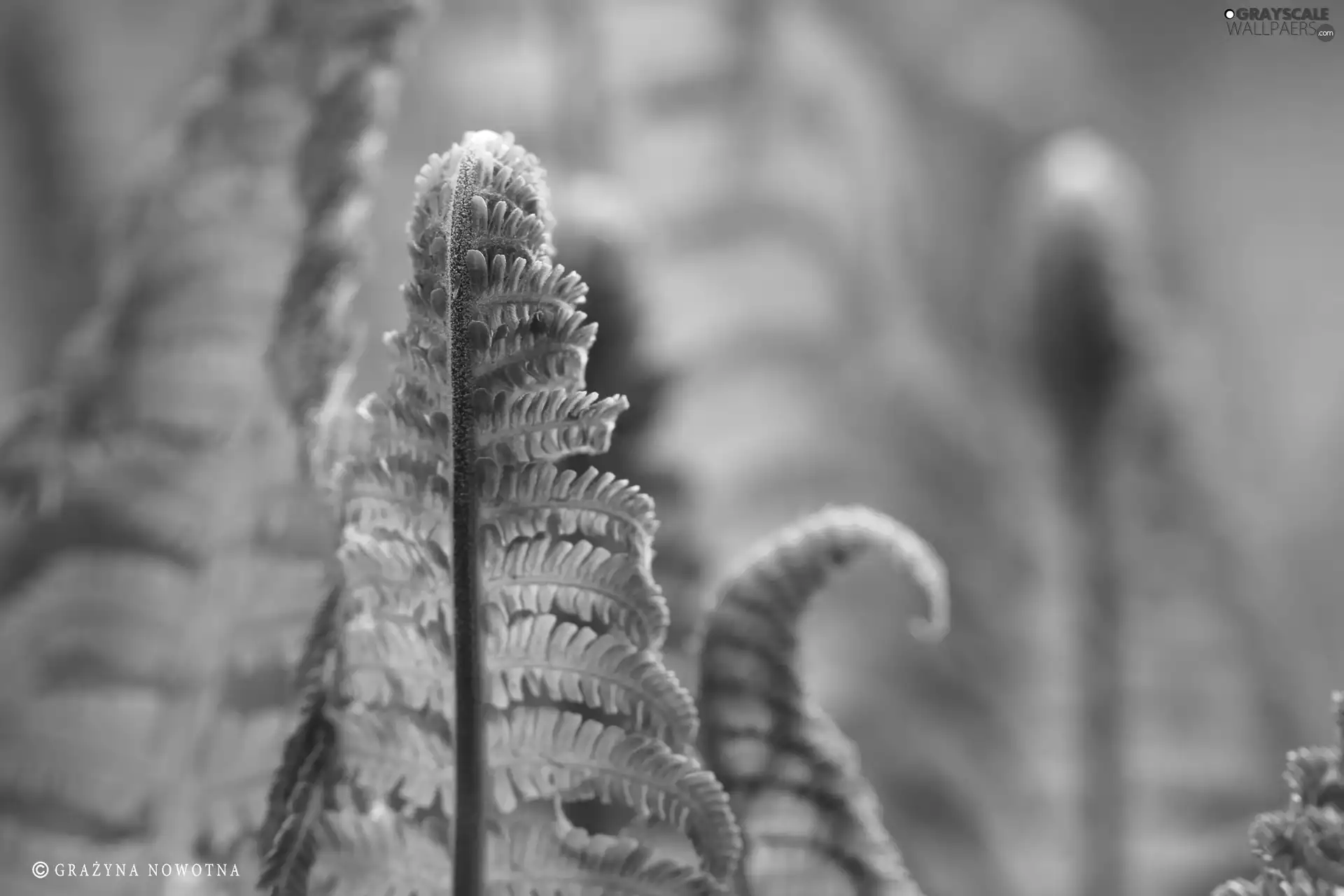 Leaf, fern, green ones