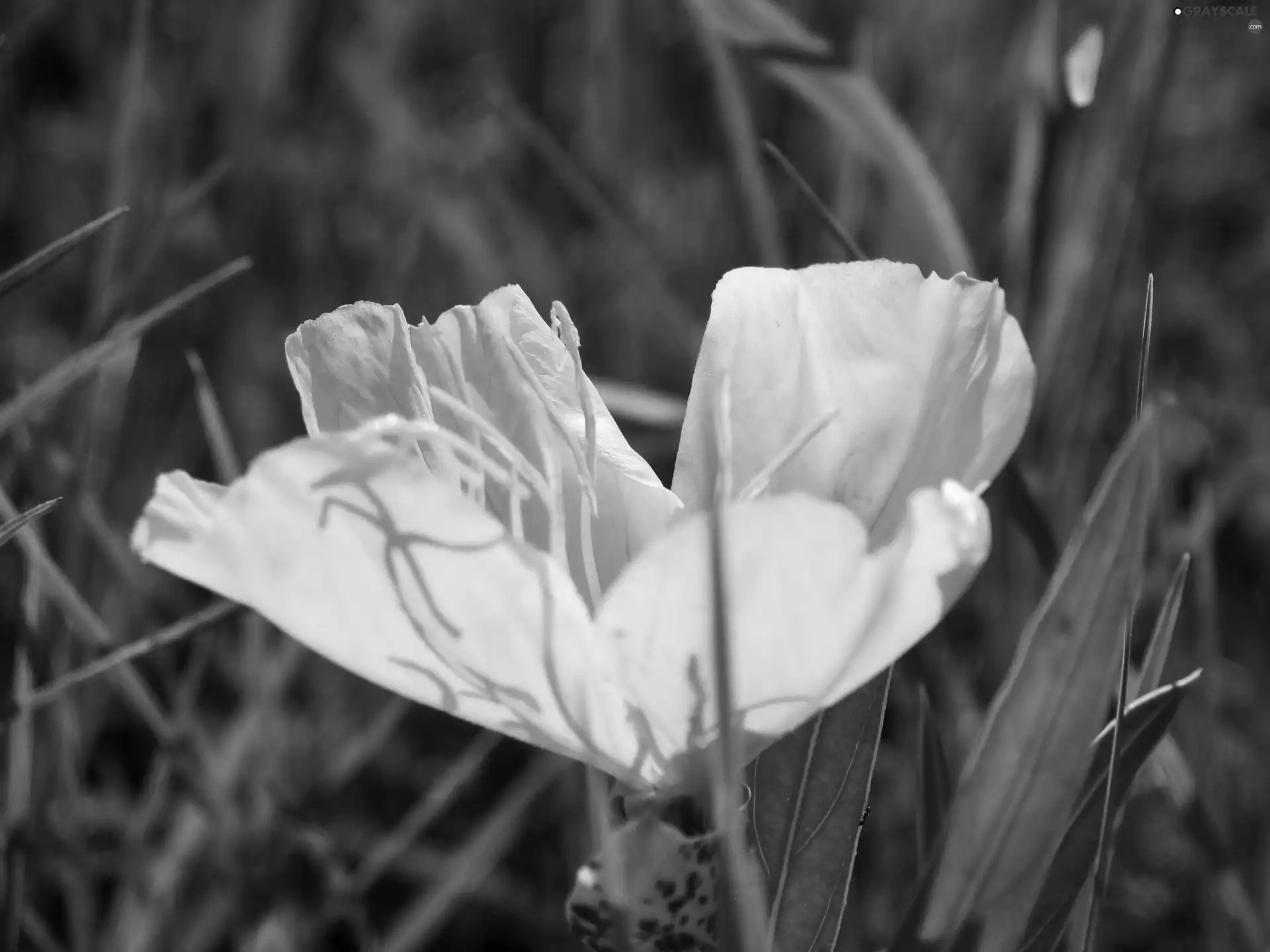 Leaf, Flower, green ones