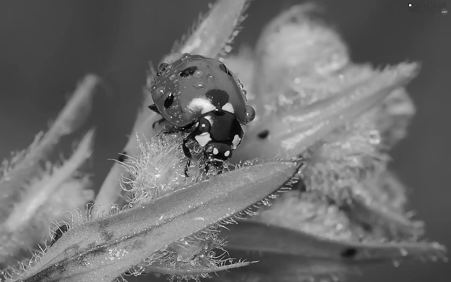 Leaf, ladybird, green ones