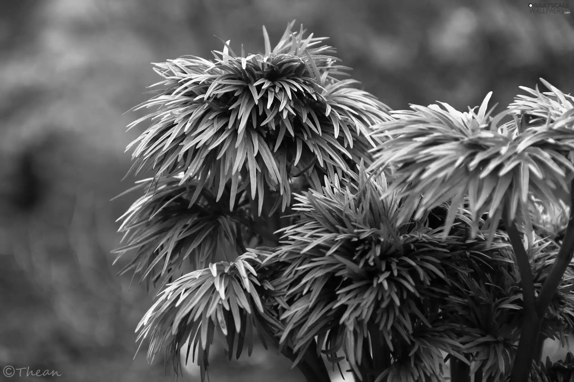 Leaf, plant, green ones