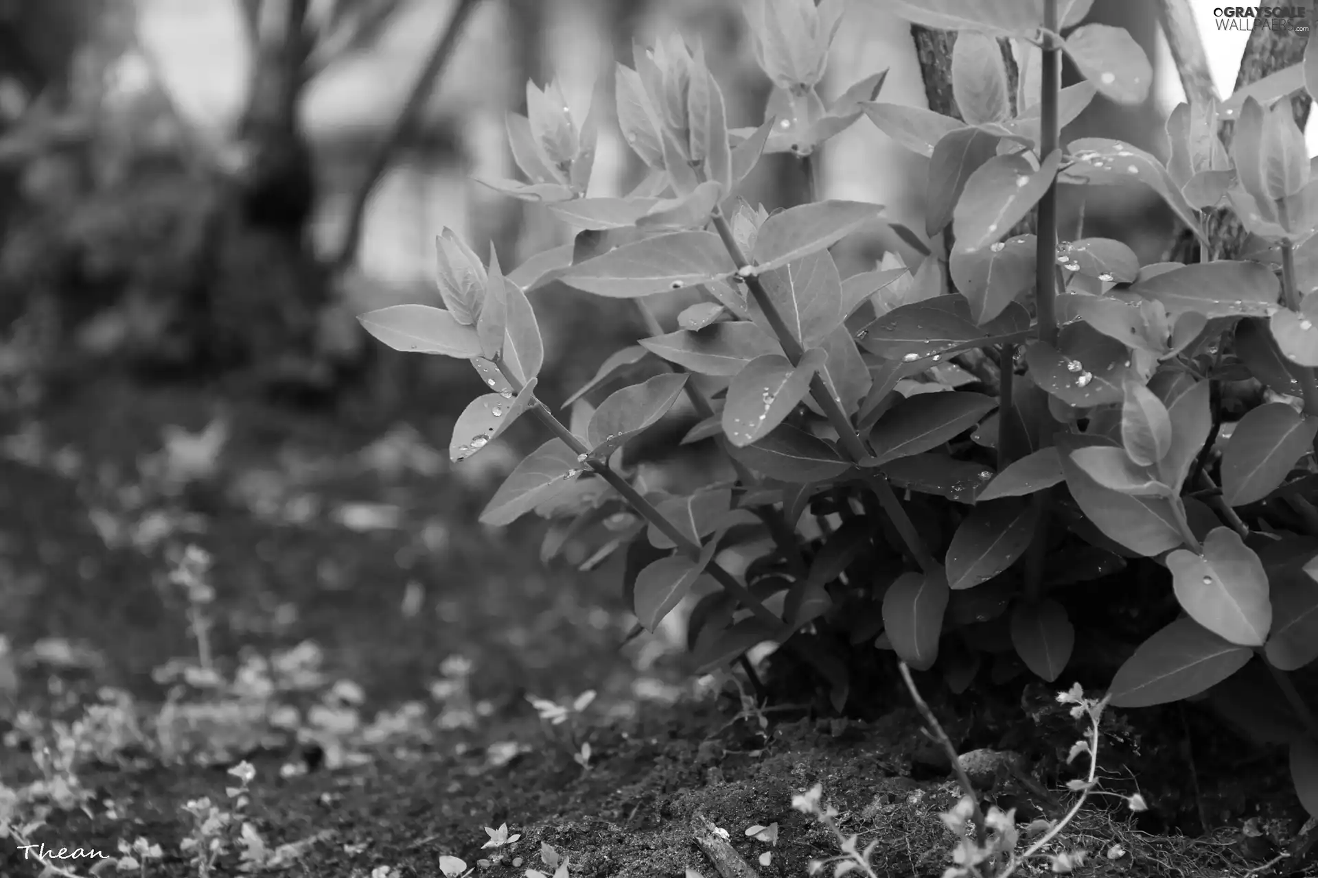 Leaf, Plants, green ones