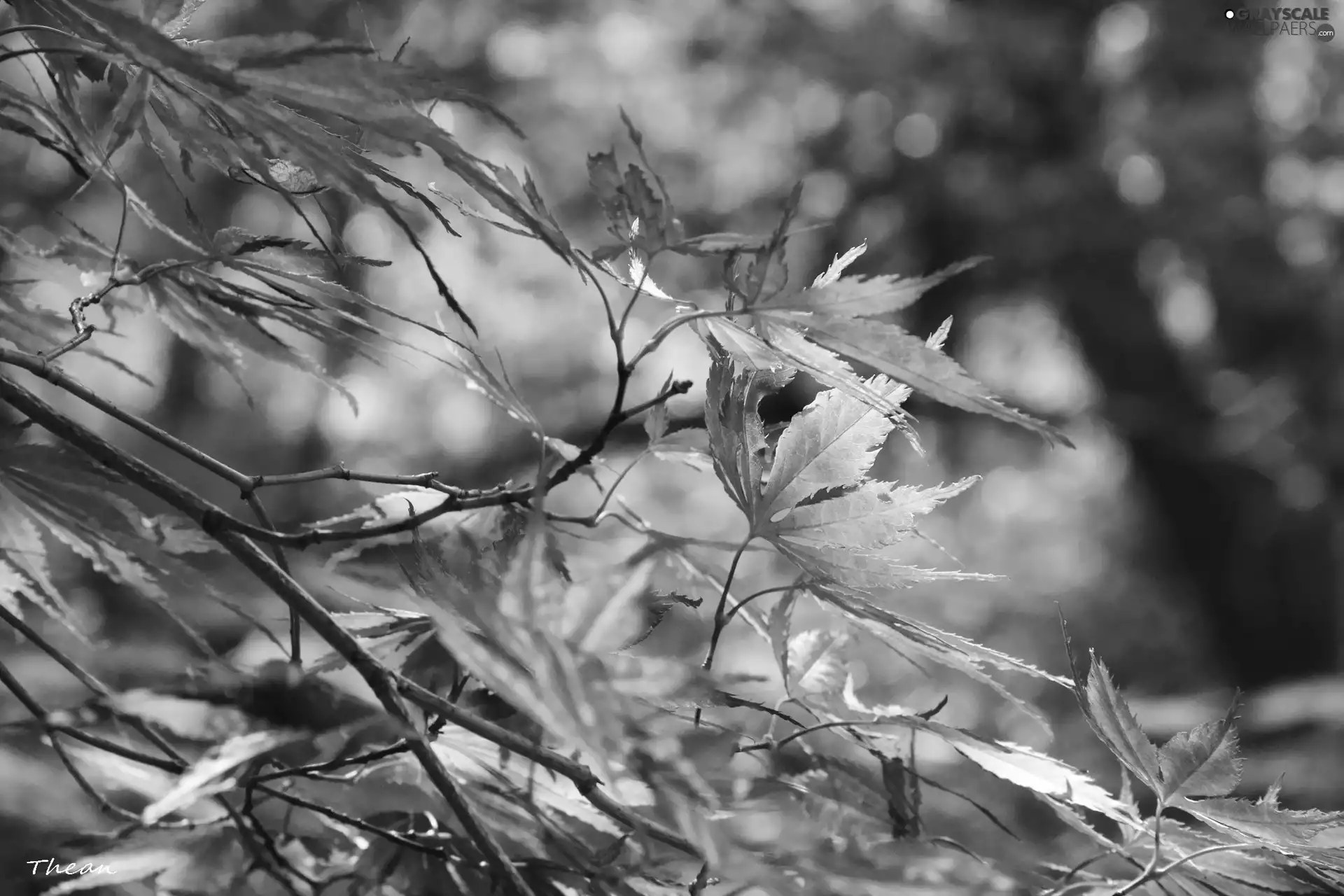 Leaf, red, green ones