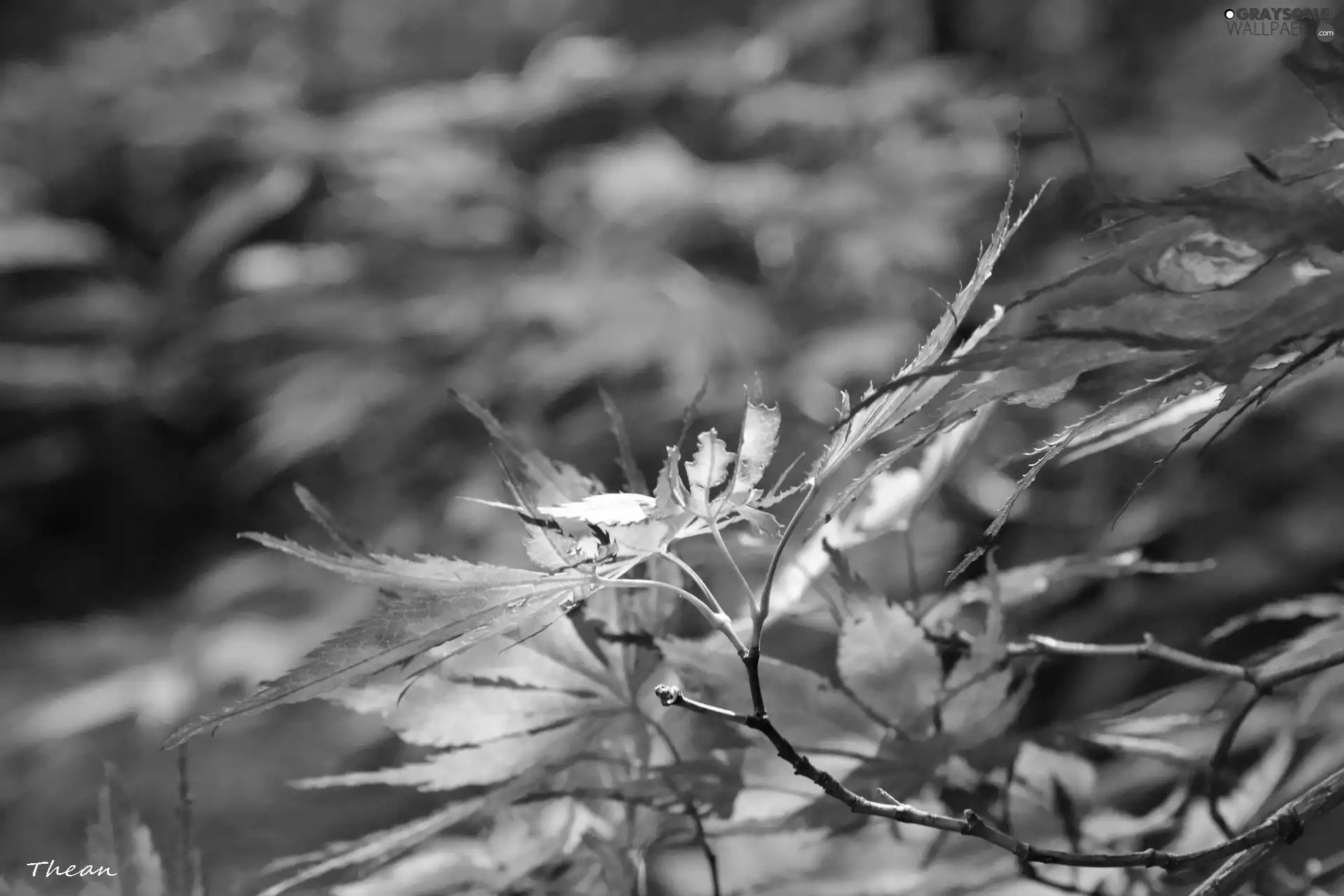 Leaf, red, green ones