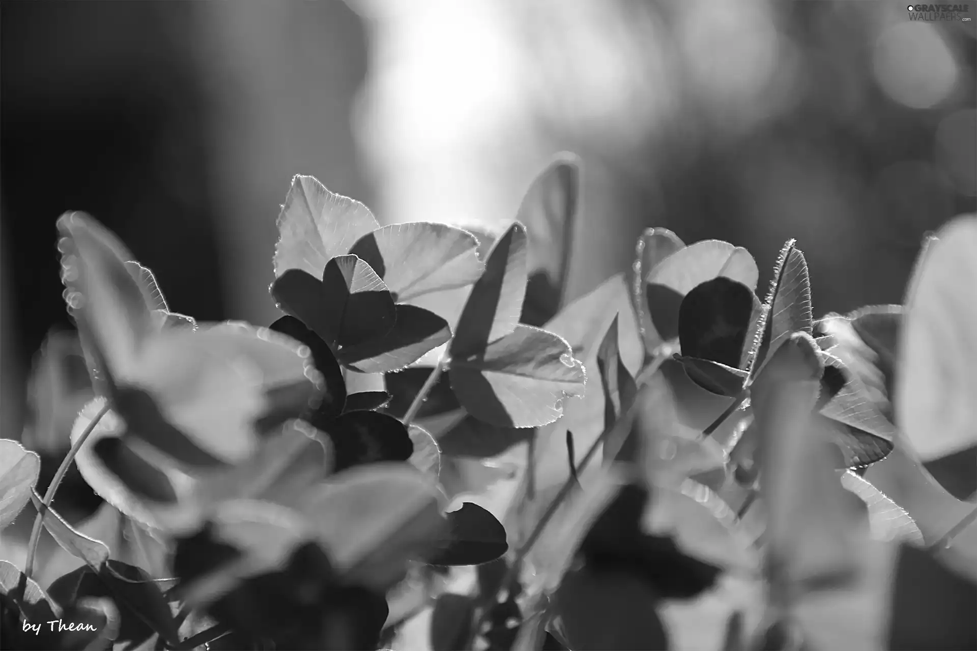 Leaf, trefoil, green ones