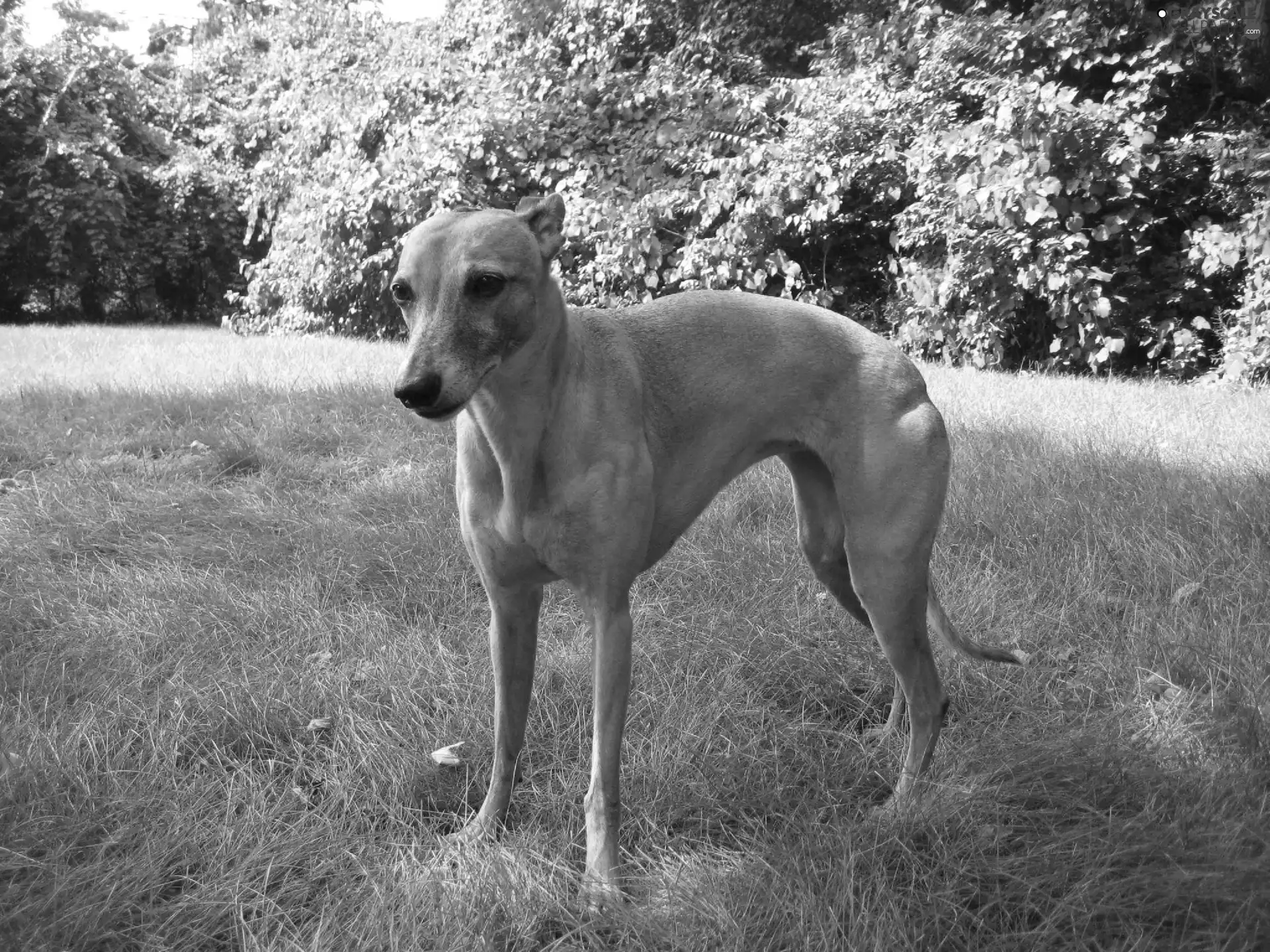 Leaf, Whippet, green ones