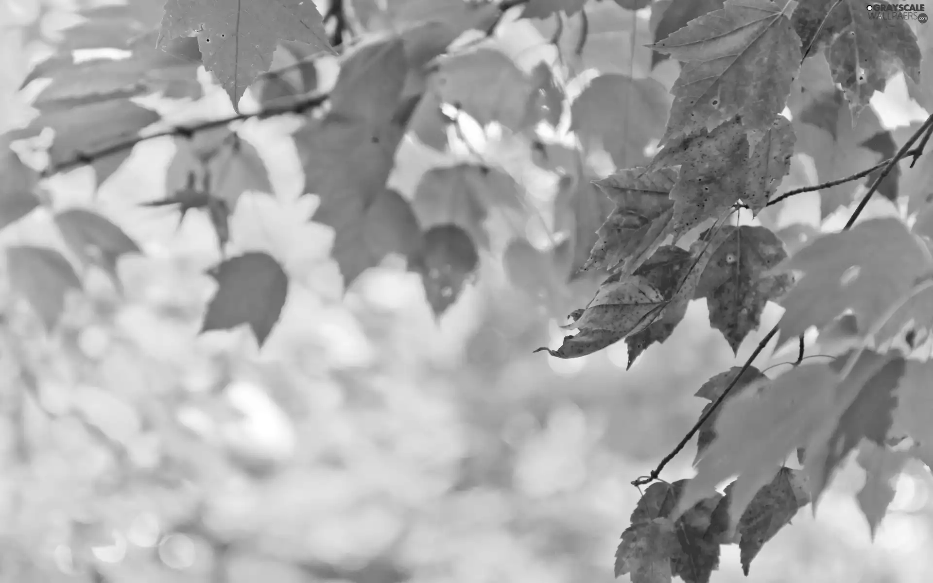 green, trees, Leaf