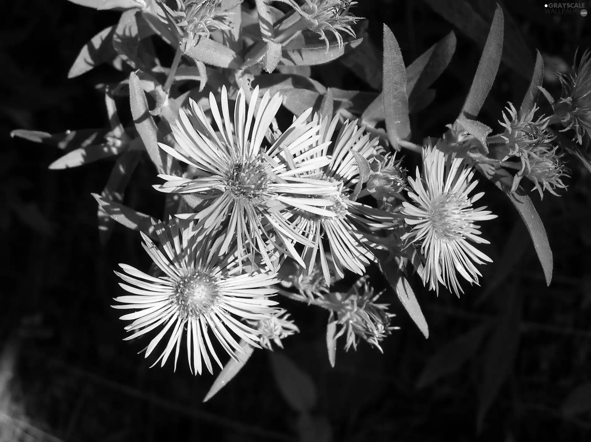 leaves, Aster, green ones