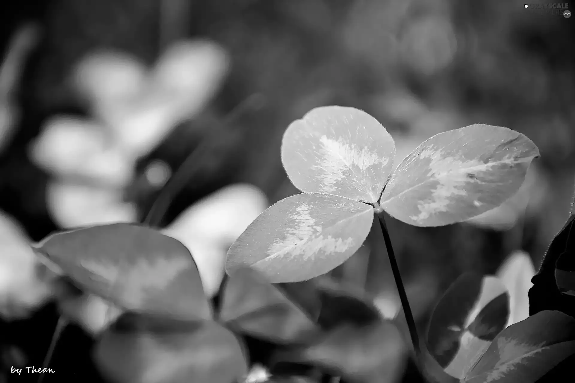 leaves, trefoil, green ones