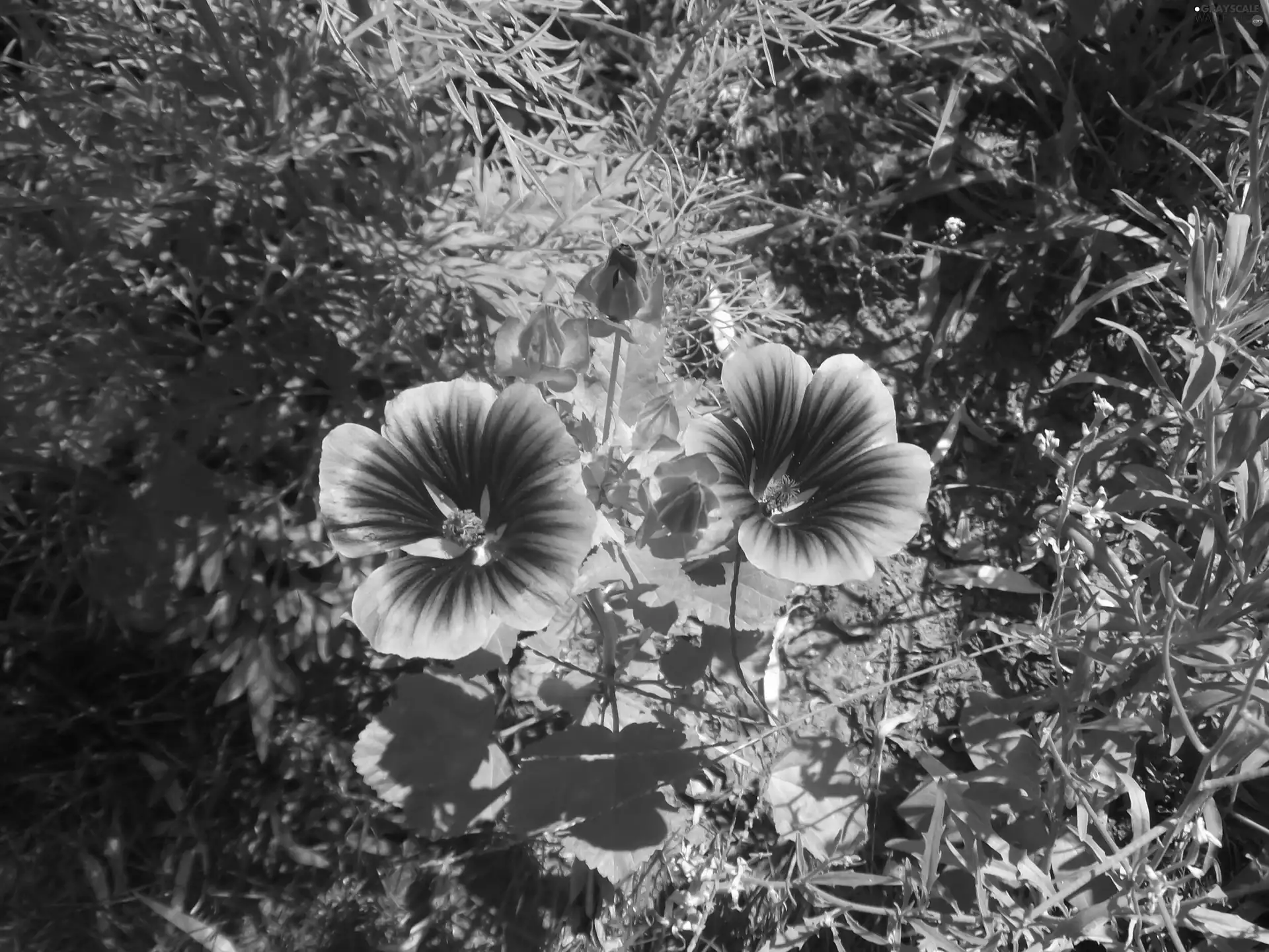 mallow, Flowers, green, Wild