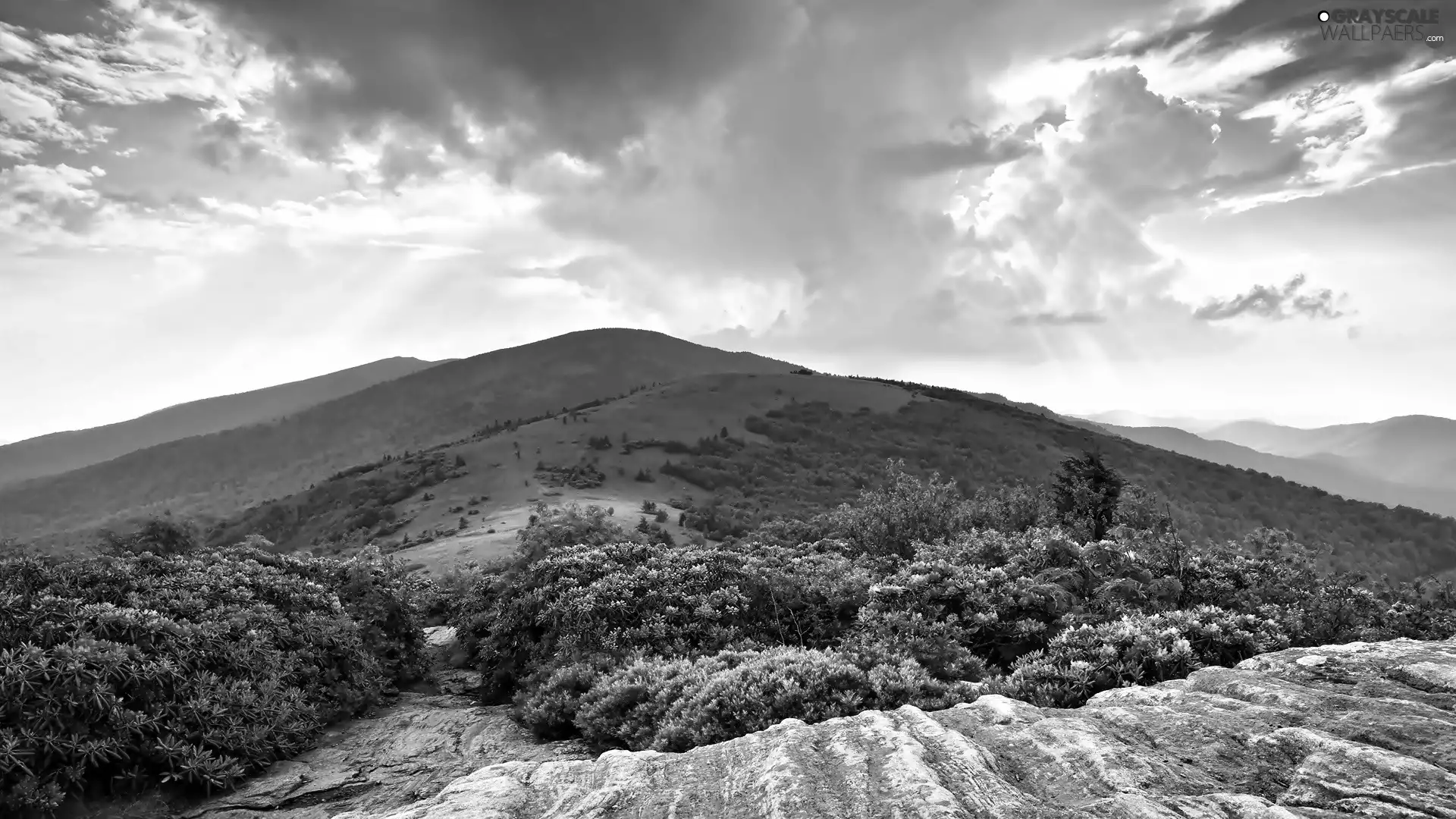 Mountains, rhododendron, green, Bush