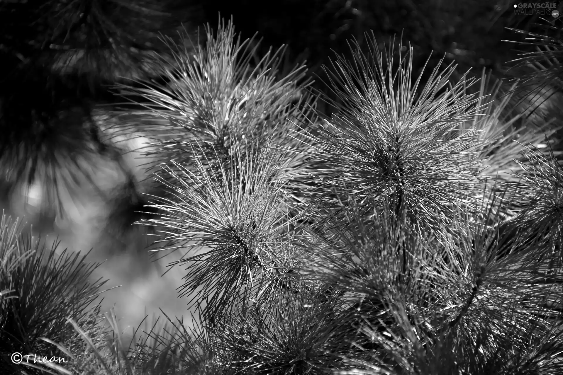 needle, pine, green ones