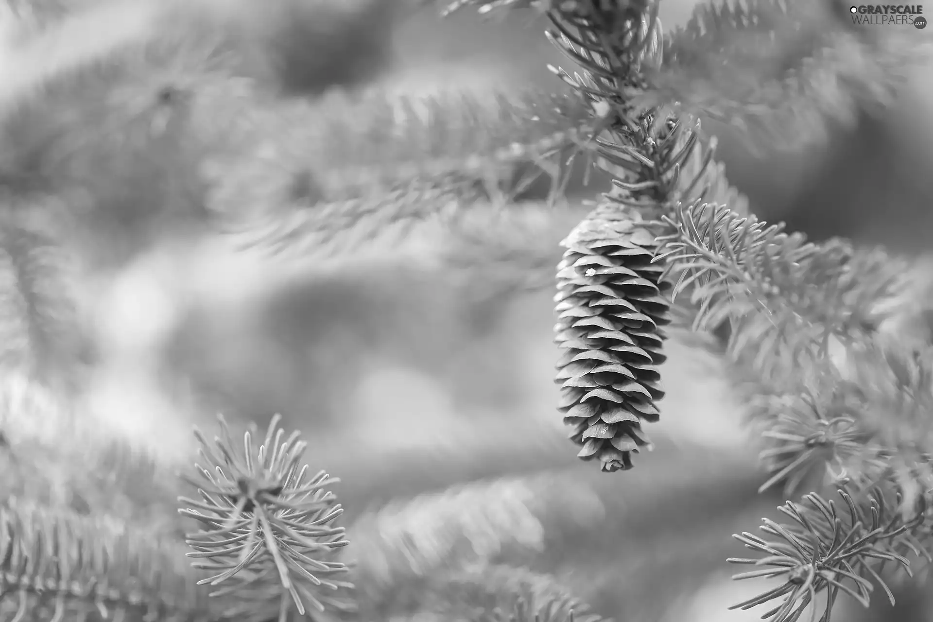 cone, green ones, Twigs, fir