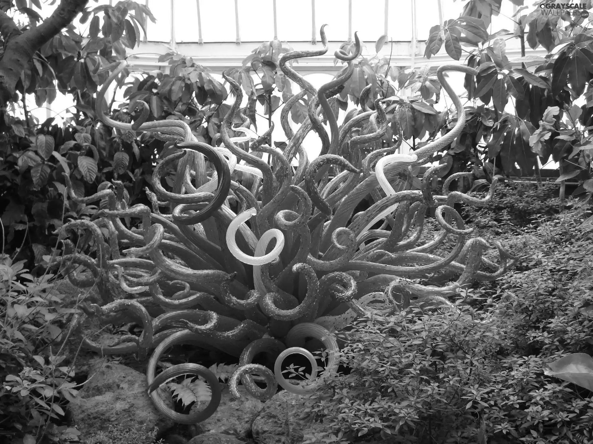 orangery, plant, green, Orange