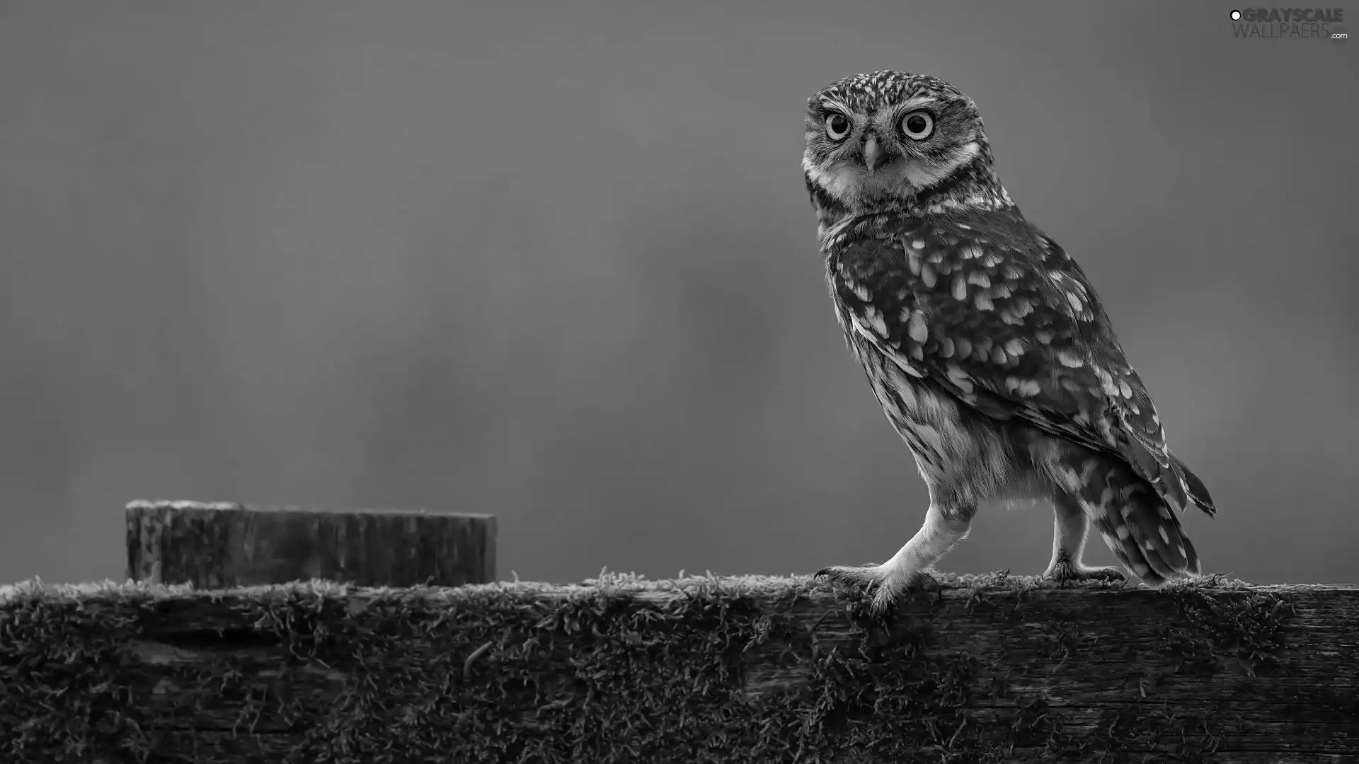 Bird, Little Owl, Green Background, owl