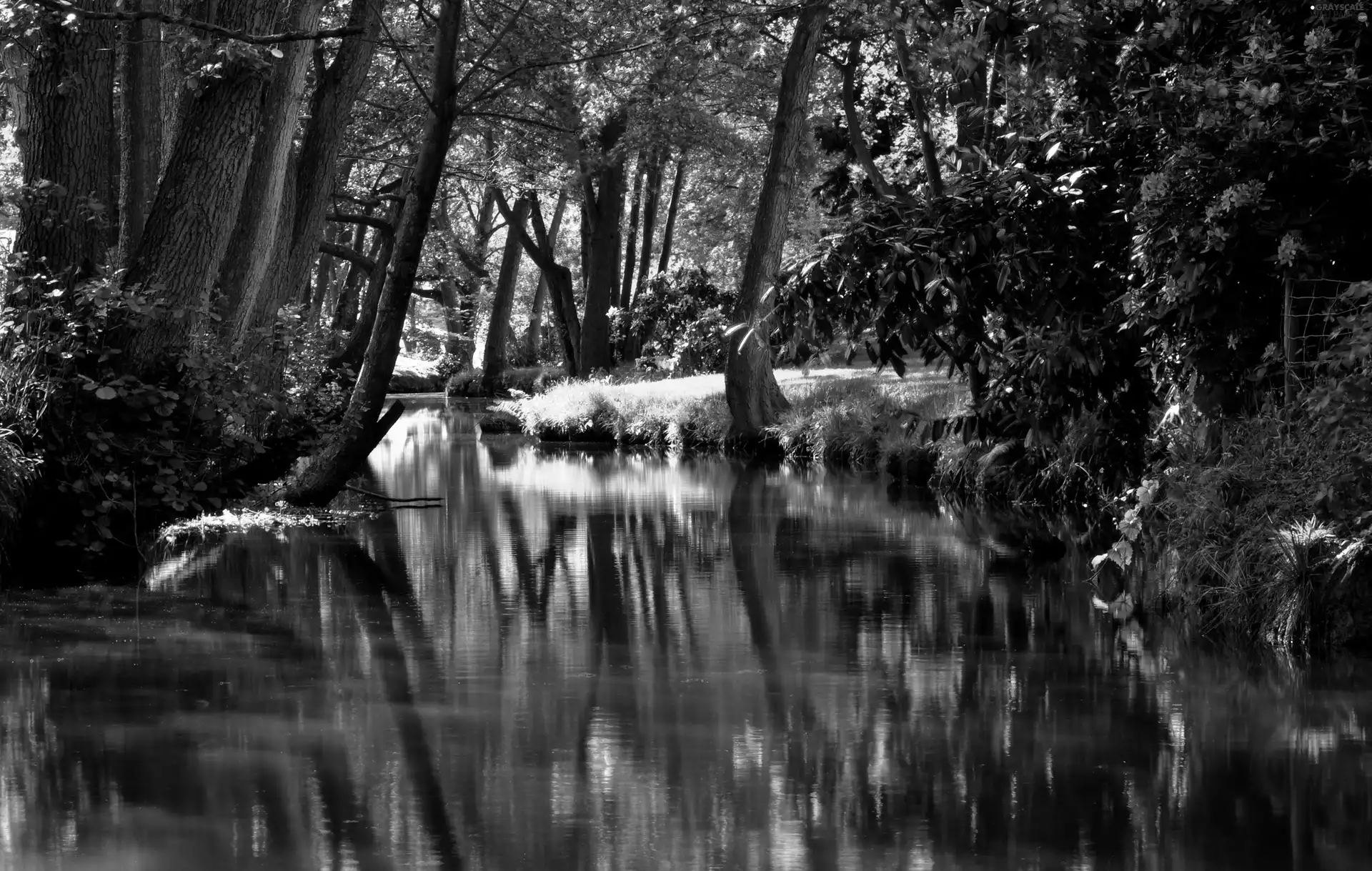 Park, Flowers, green, brook