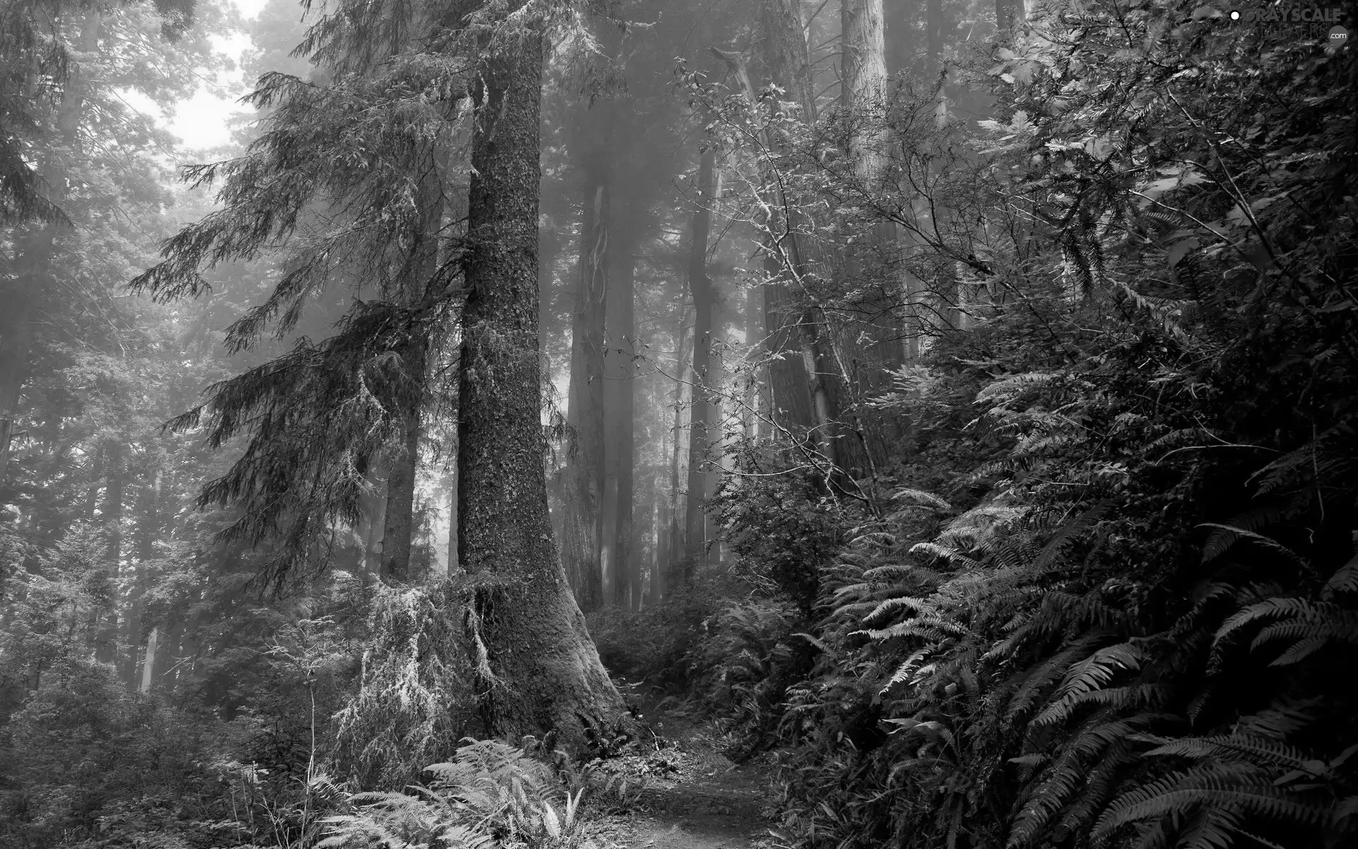 green, forest, Path