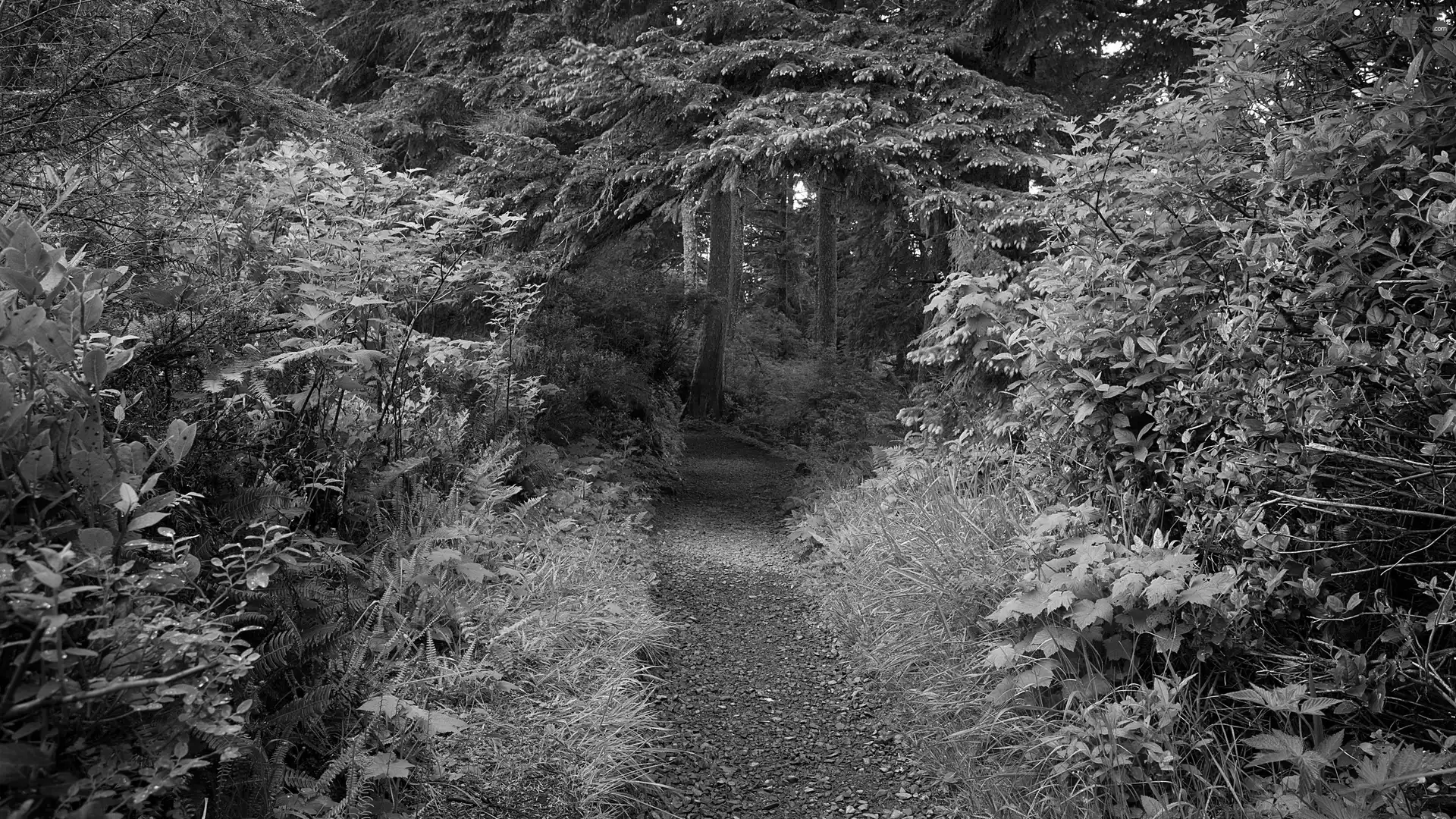 green, forest, Path