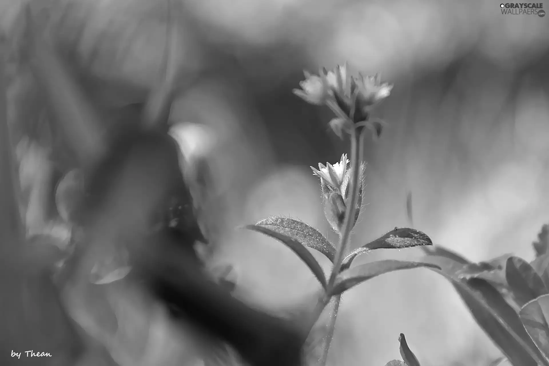 plants, Leaf, green, grass