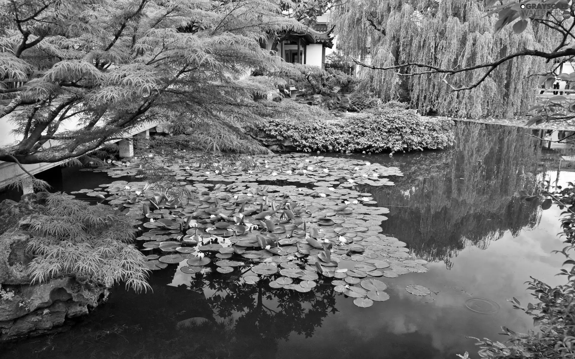 Park, Nenufary, green, Pond - car